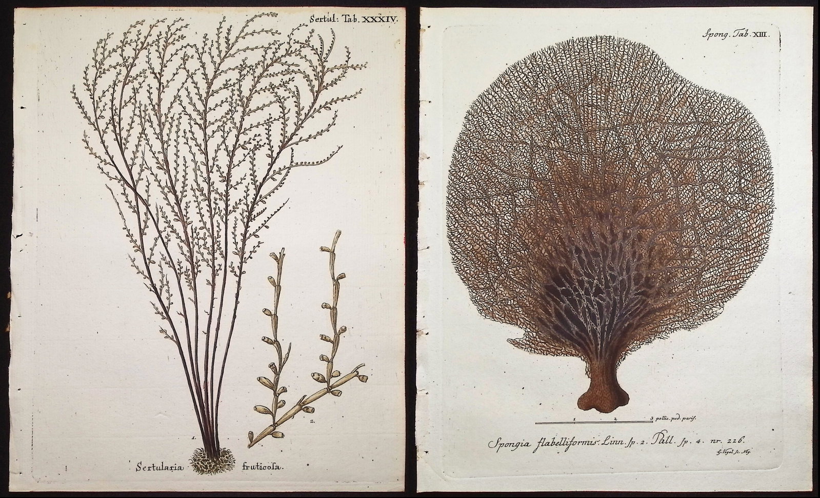 Esper - 8 Coral or Sea Life Engravings: This originally hand-colored sea life engraving is from Eugen Johann Christoph Esper's The Plant Animals, Illuminated in Illustrations from Nature with Colors. - Continuations of the Plant Animals.