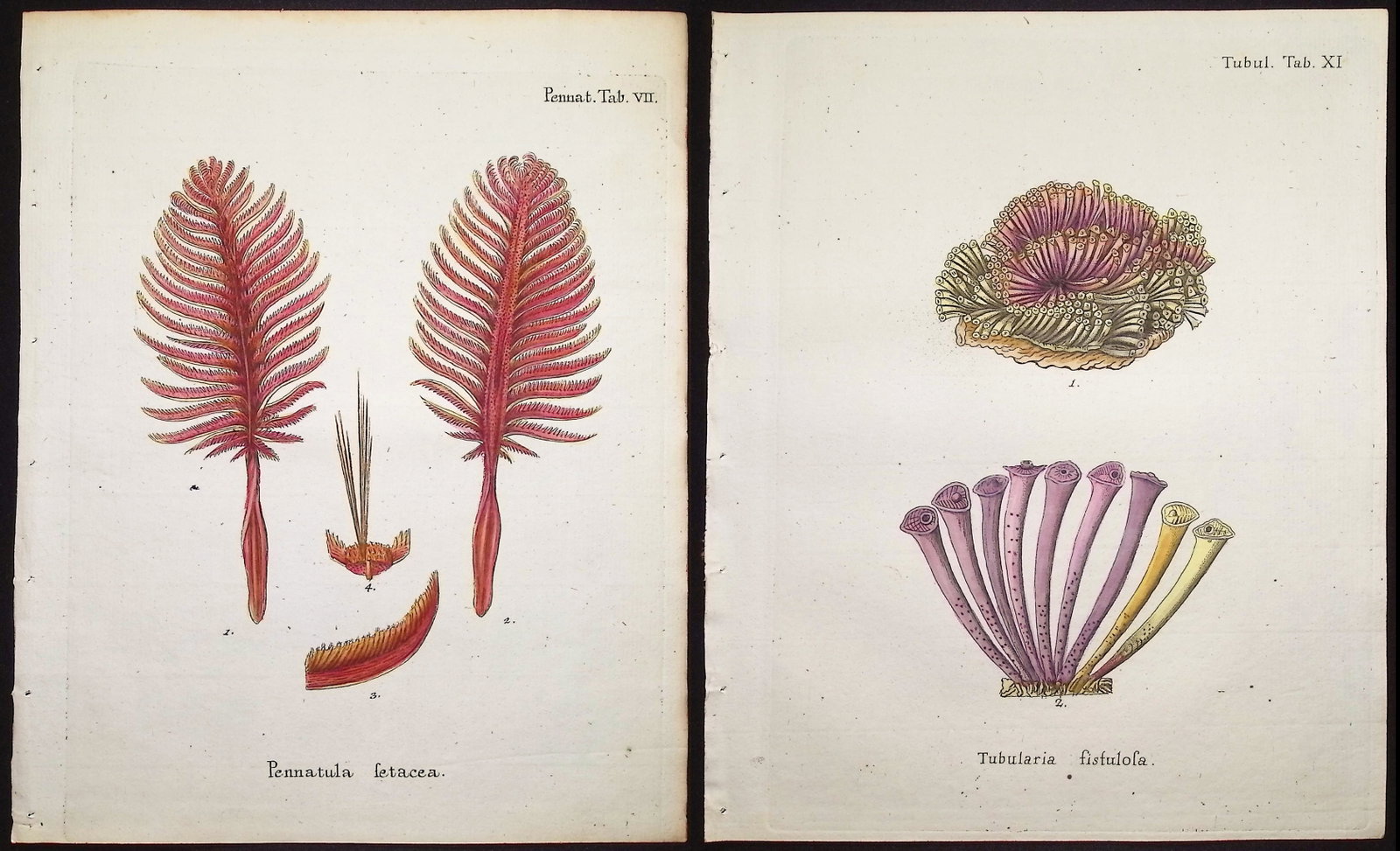Esper - 8 Coral or Sea Life Engravings: This originally hand-colored sea life engraving is from Eugen Johann Christoph Esper's The Plant Animals, Illuminated in Illustrations from Nature with Colors. - Continuations of the Plant Animals.