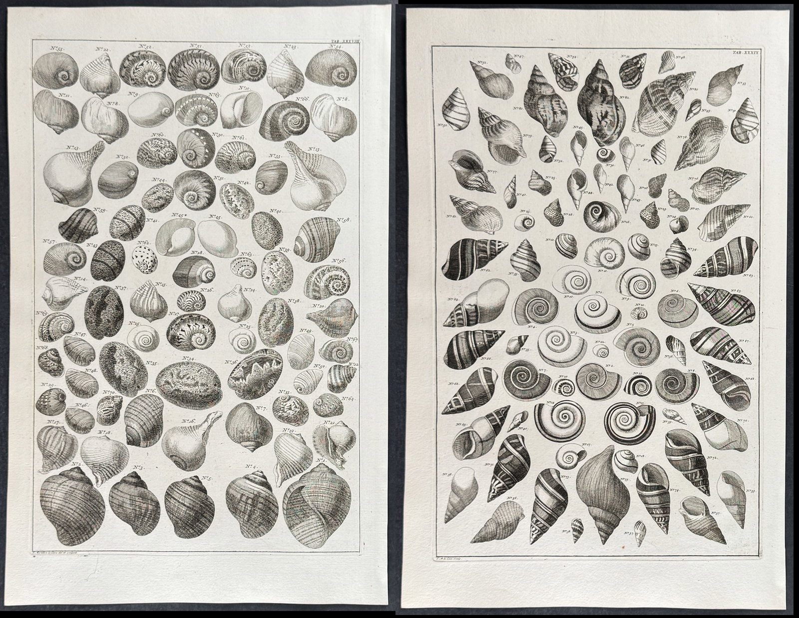 Seba - 4 Shell Engravings: This artistically composed, scientific folio engraving is from Albertus Seba?s "Locupletissimi rerum naturalium thesauri accurata descriptio, et iconibus artificiosissimis expressio, per universam phy