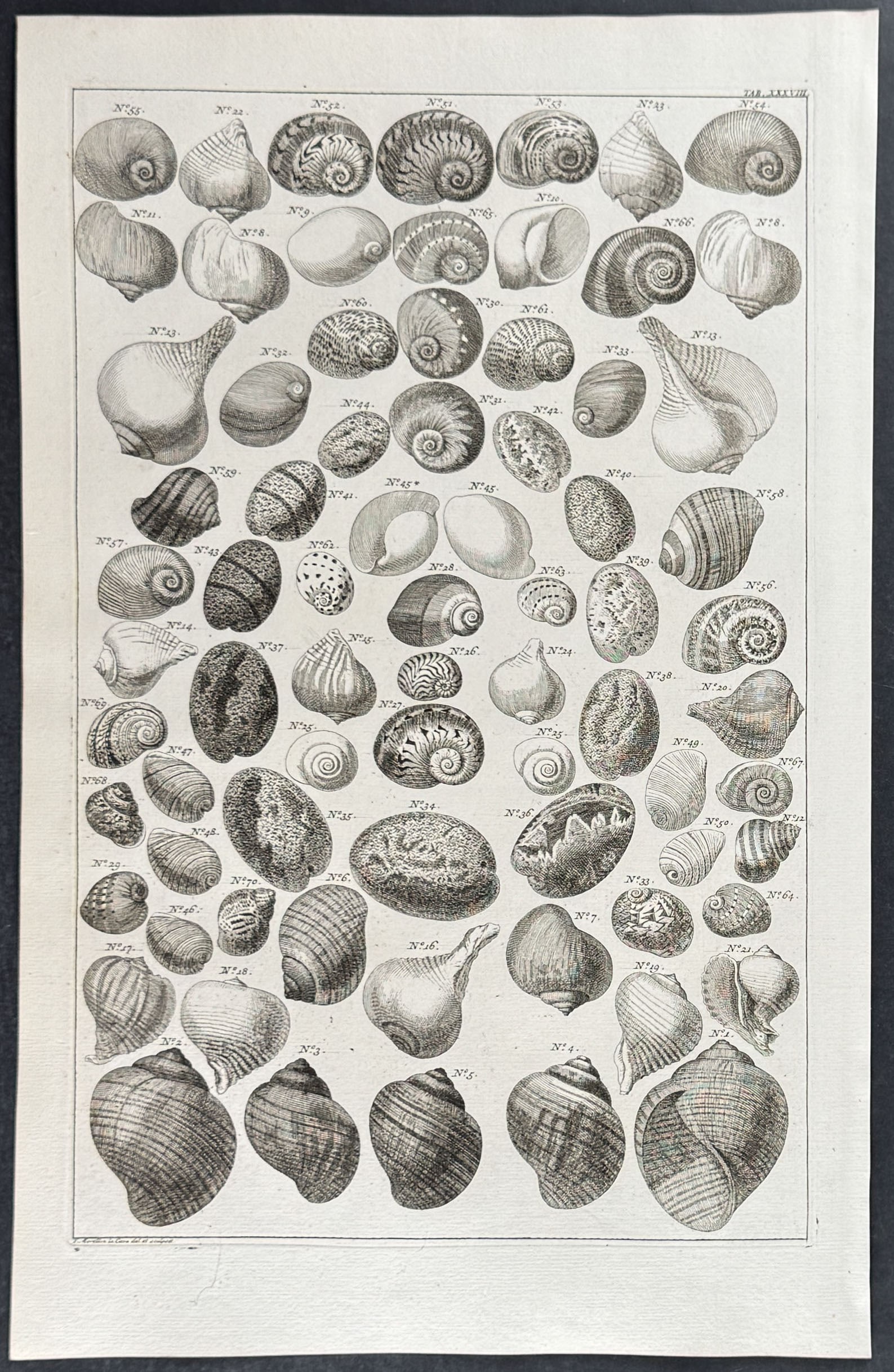 Seba - 4 Shell Engravings - 2