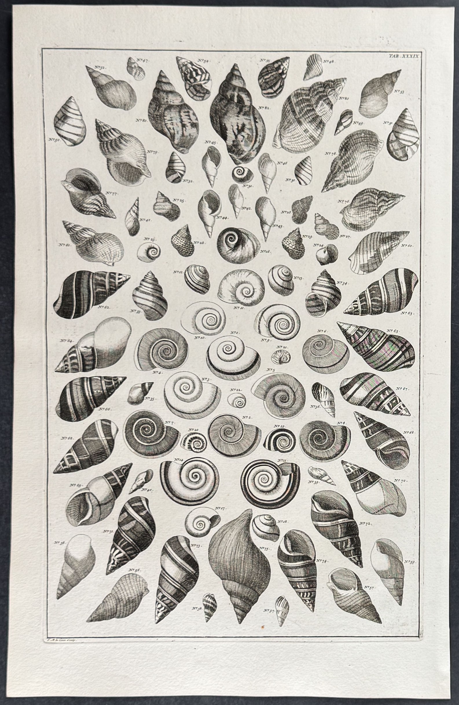 Seba - 4 Shell Engravings - 3