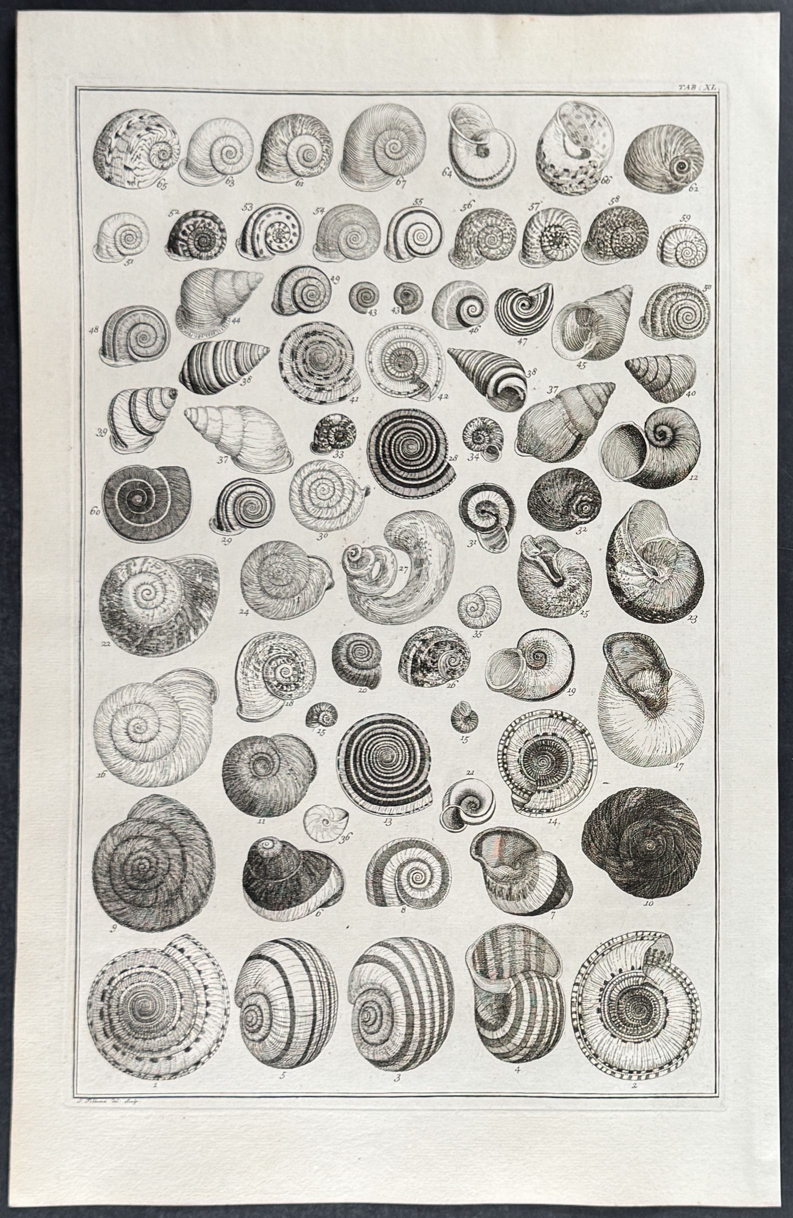 Seba - 4 Shell Engravings - 4