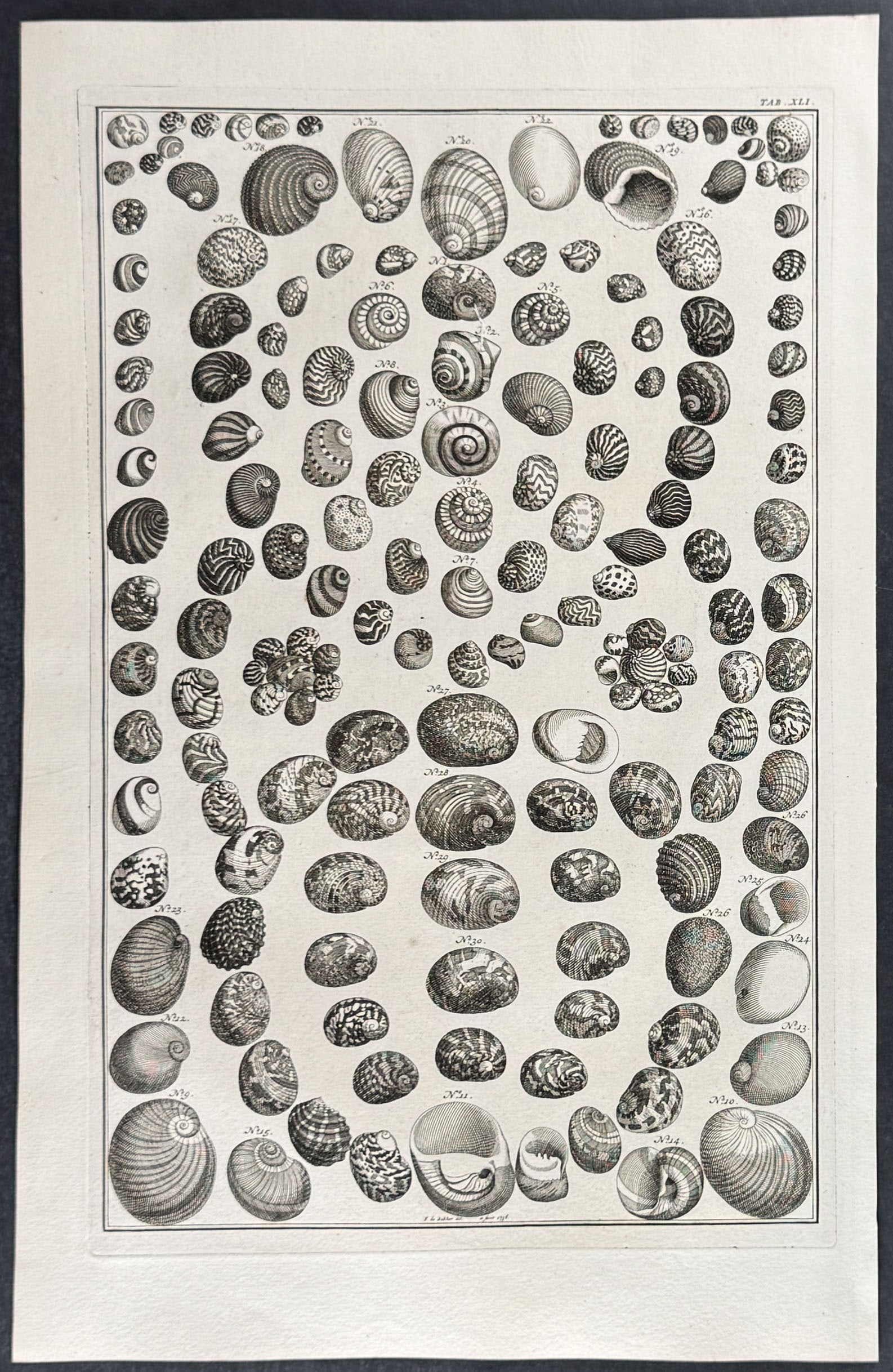 Seba - 4 Shell Engravings - 5