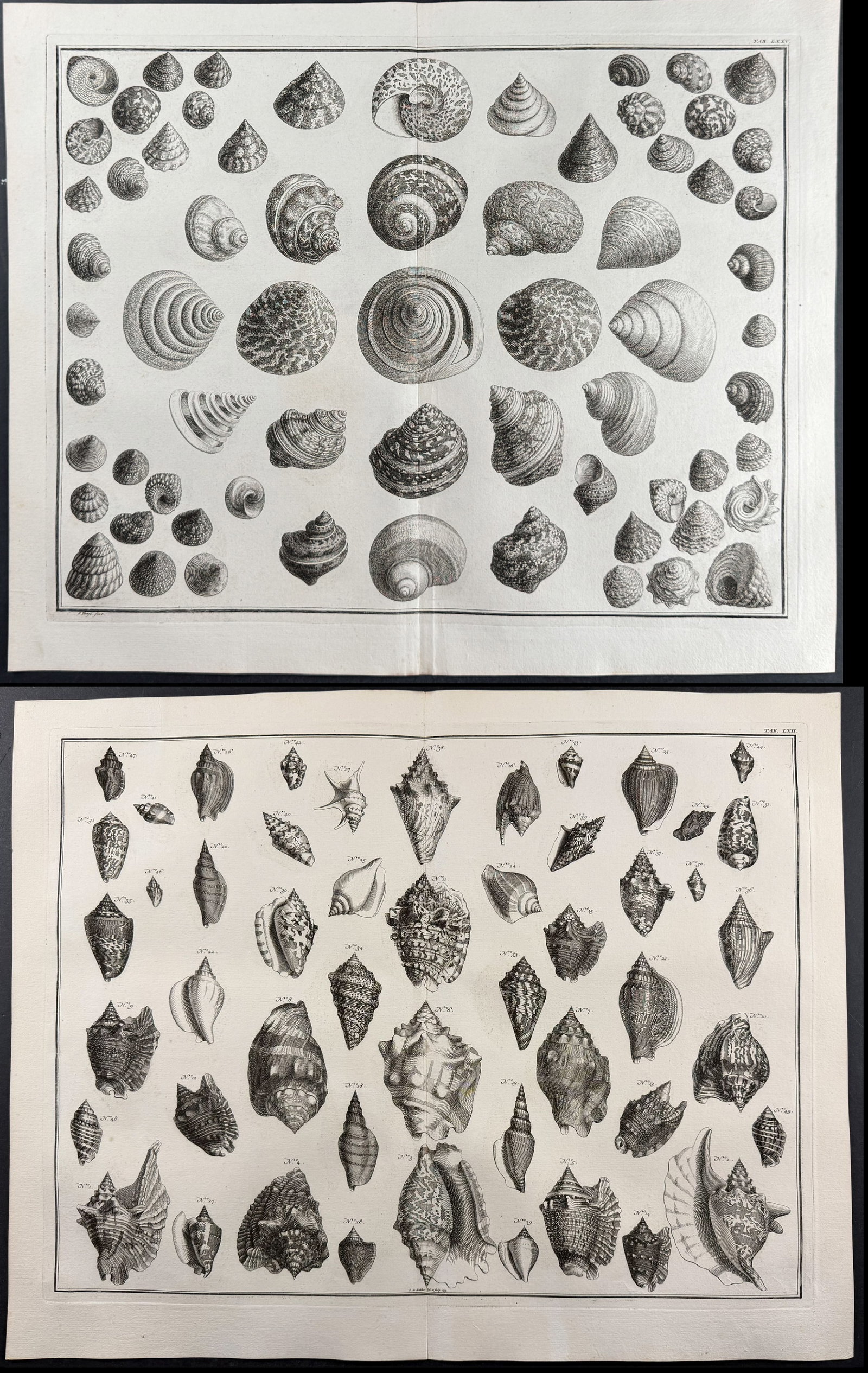 Seba - 4 Shell Engravings: This artistically composed, scientific folio engraving is from Albertus Seba?s "Locupletissimi rerum naturalium thesauri accurata descriptio, et iconibus artificiosissimis expressio, per universam phy