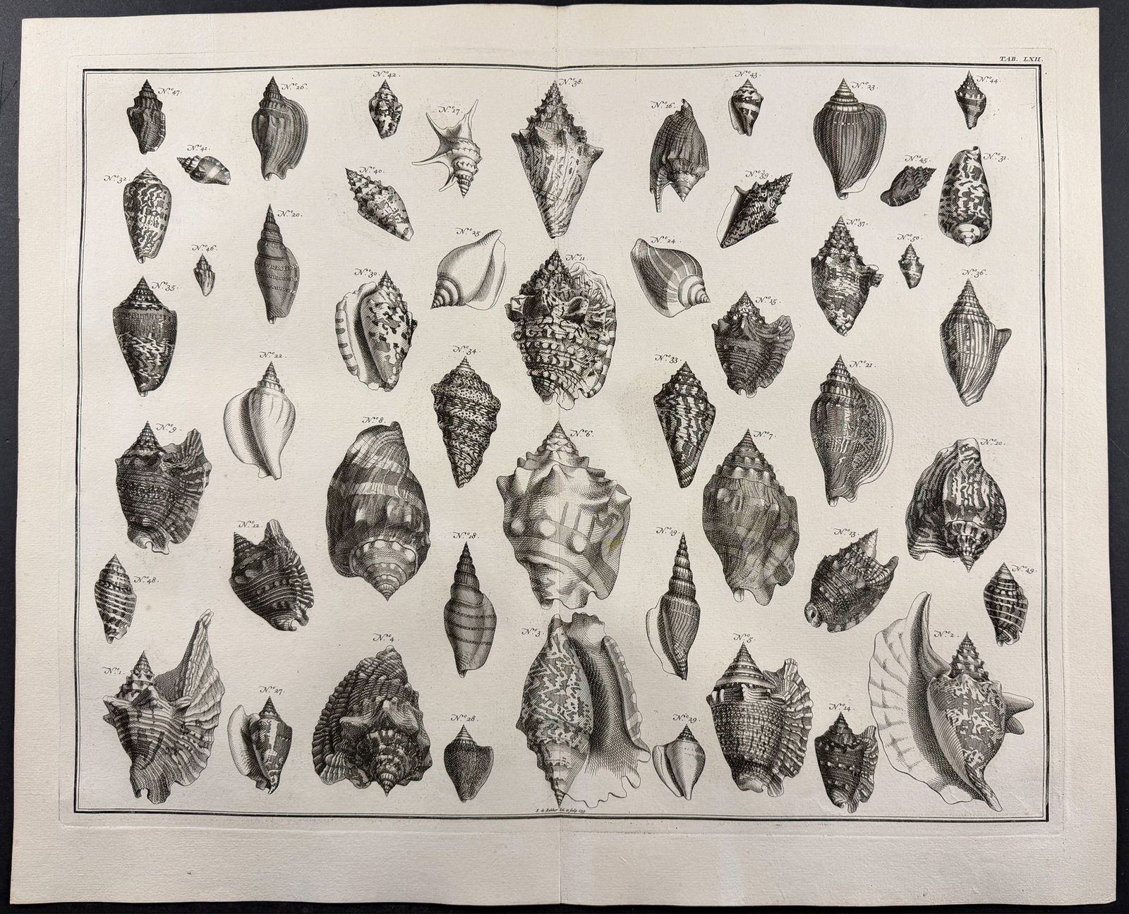 Seba - 4 Shell Engravings - 2