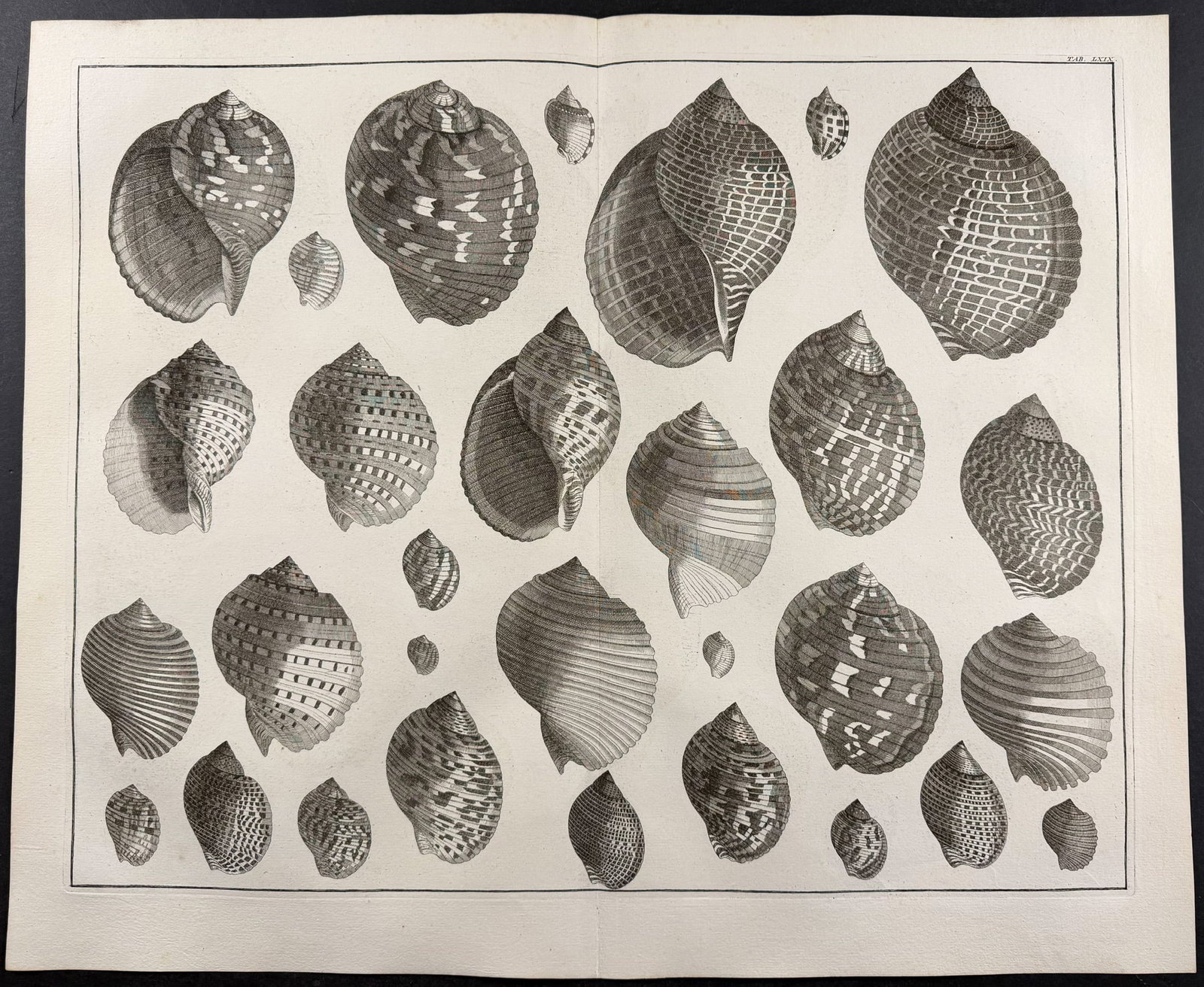 Seba - 4 Shell Engravings - 3