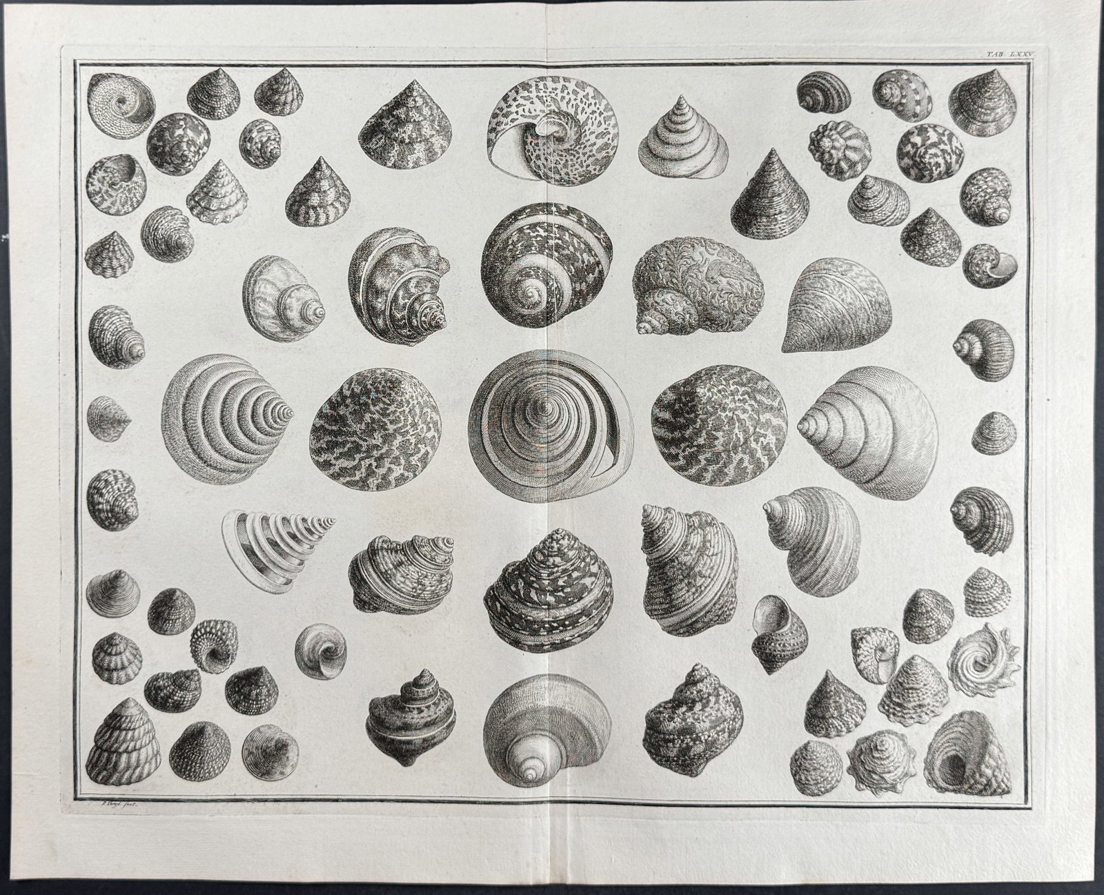 Seba - 4 Shell Engravings - 4