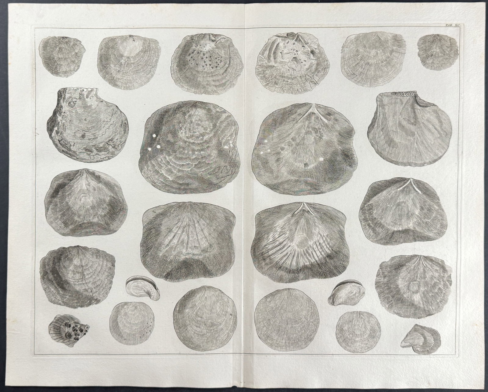 Seba - 4 Shell Engravings - 5