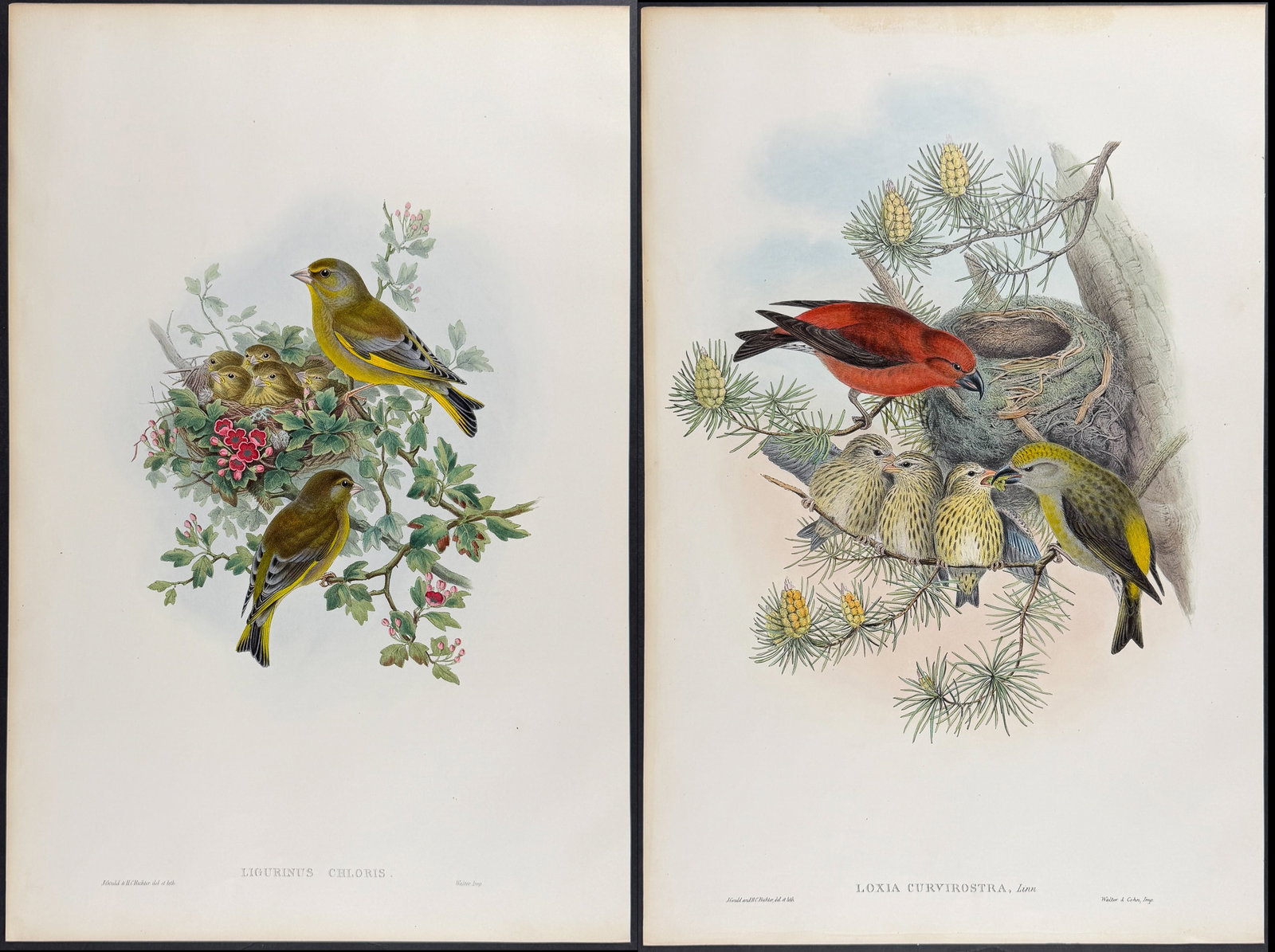 Gould, Great Britain - 3 Bird Lithographs of Greenfinch, Crossbill, & Redpole: Included in this lot: Greenfinch Common Crossbill Lesser Redpole Description of the work: This remarkable folio lithograph with hand-finished color is from the esteemed John Gould?s Birds of Great
