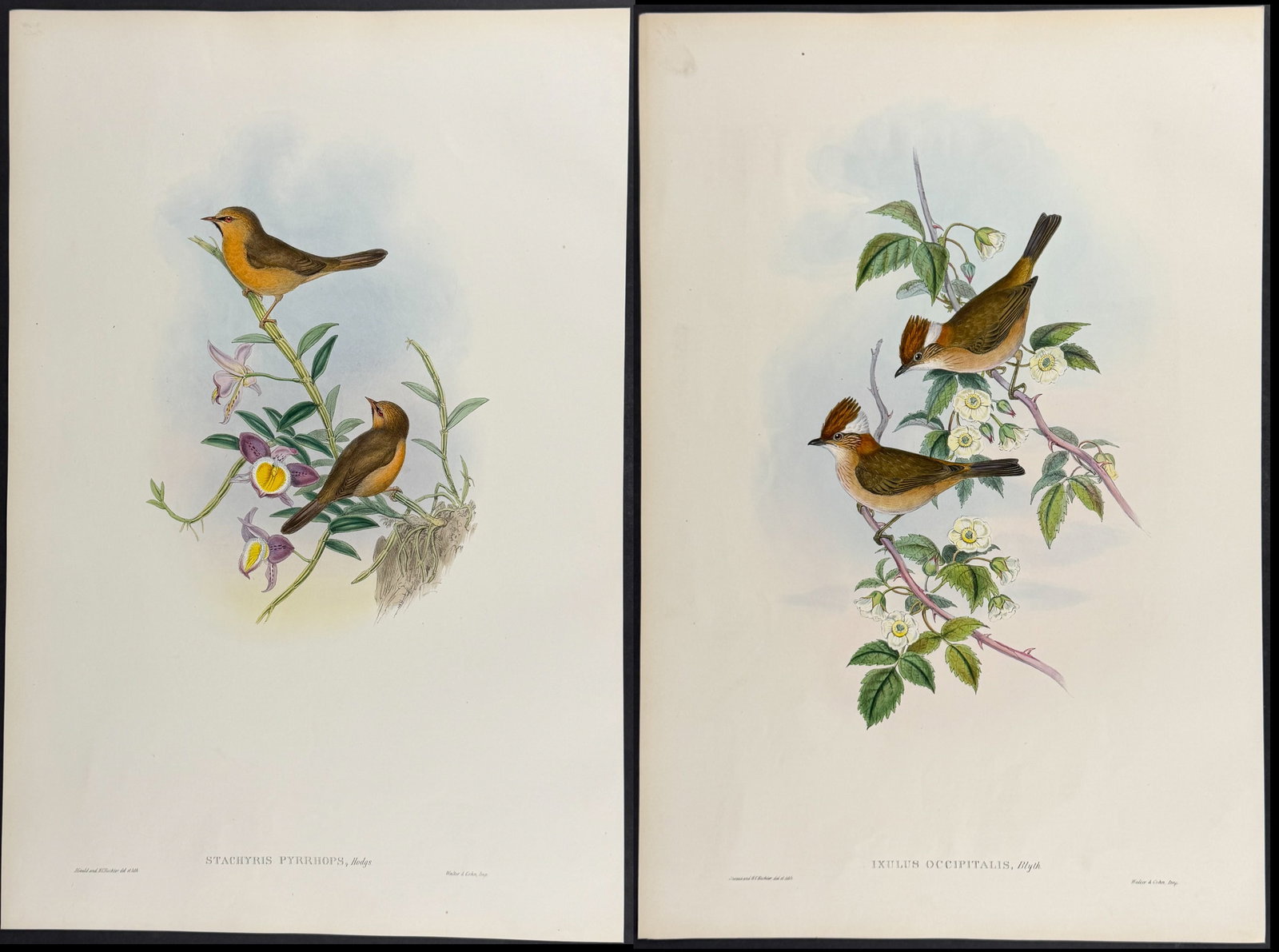 Gould, Asia - 4 Bird Lithographs (Ixulus, Stachyris): Included in this lot: Thick-billed Ixulus [Ixulus Occipitalis] Crested Ixulus [Ixulus Flavicollis] Red-eyed Stachyris [Stachyris Pyrrhops] Chestnut-beaded Ixulus [Ixulus Castaniceps] Description of