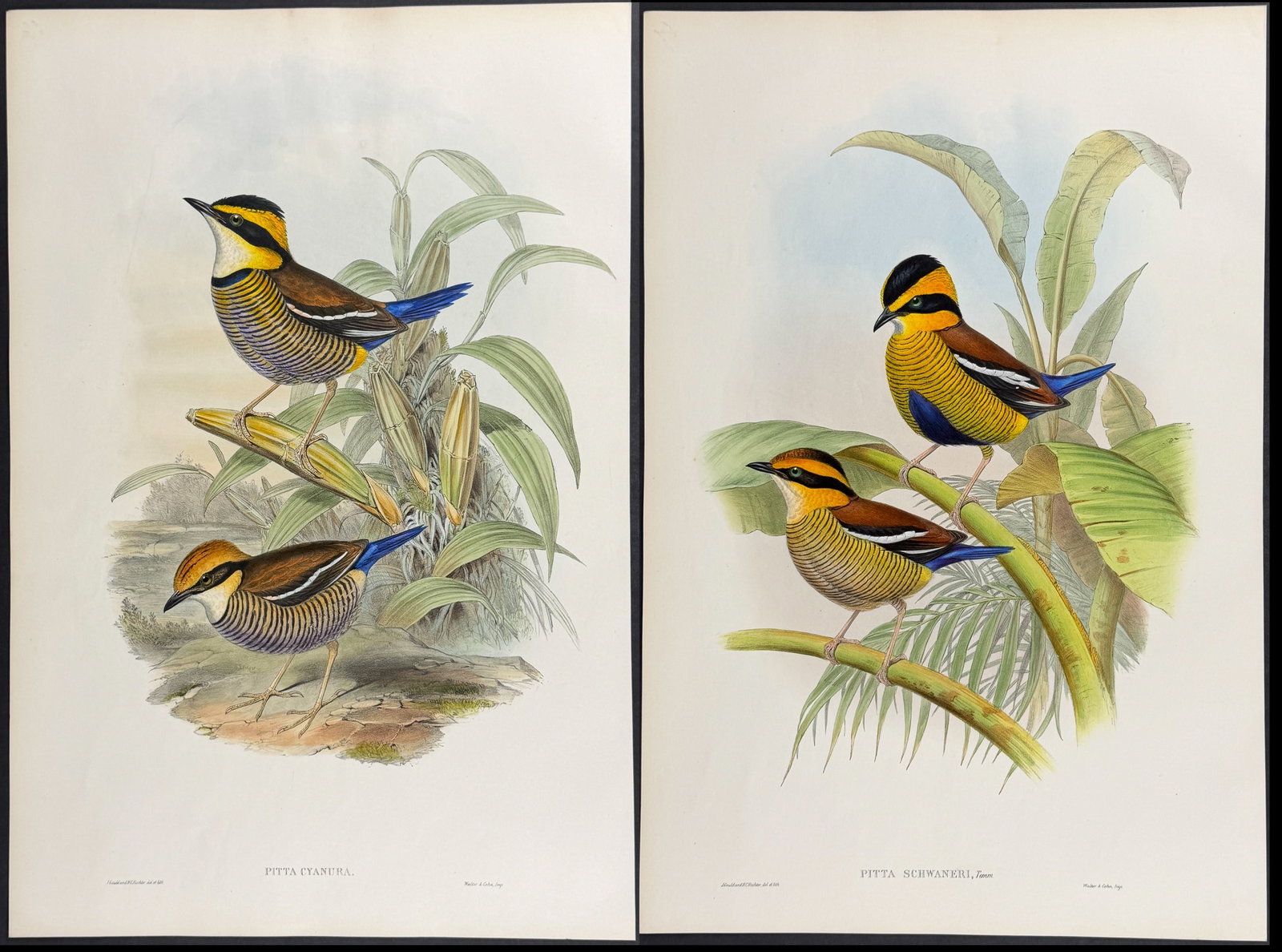 Gould, Asia - 4 Bird Lithographs (Pitta, Dial Bird, Rock-Thrush): Included in this lot: Blue-tailed Pitta [Pitta Cyanura] Chestnut-bellied Dial Bird Chestnut-bellied Rock-Thrush [Petrocincla Erythrogastra] Schwaner's Pitta [Pitta Schwaneri] Description of the work: