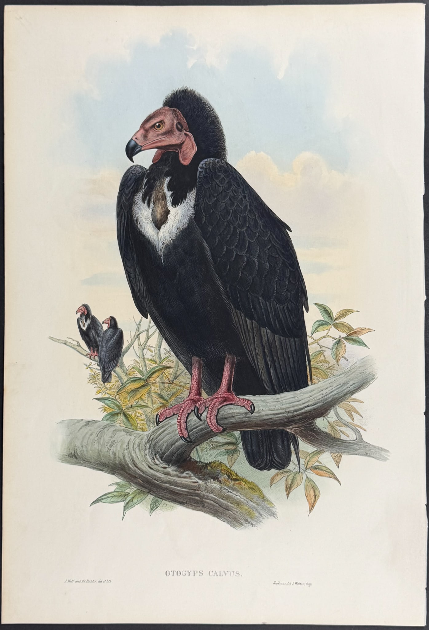 Gould, Asia - Black Vulture [Otogyps Calvus]: This remarkable ornithology lithograph with hand-finished color is from the esteemed John Gould?s Birds of Asia published in London between 1850 and 1883. Birds of Asia featured some of the most