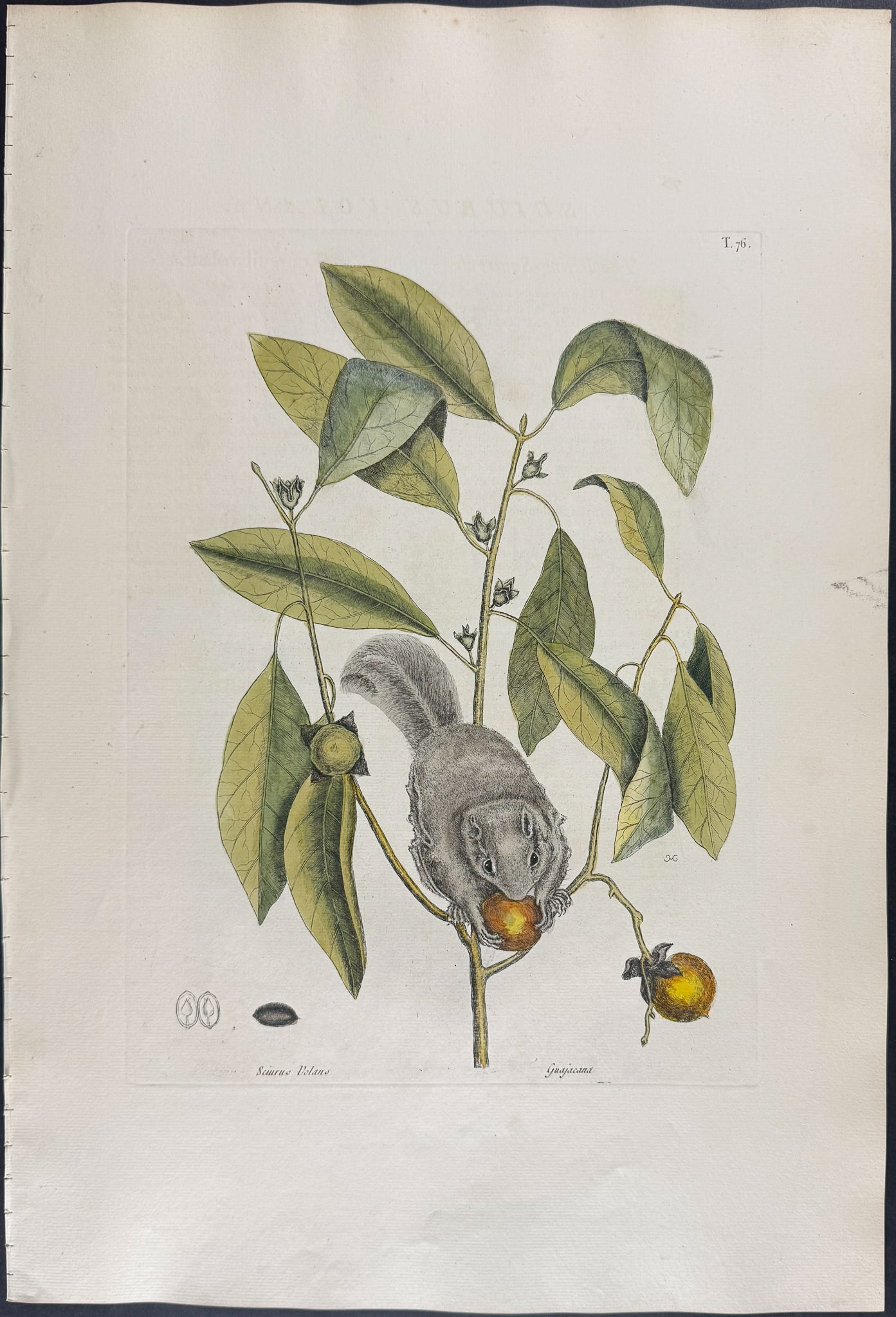 Catesby, Folio - Flying Squirrel with Persimmon. 2-76: We are pleased to offer this folio engraving from Mark Catesby?s "The Natural History of Carolina, Florida and the Bahama Islands: Containing the Figures of Birds, Beasts, Fishes, Serpents, Insects,
