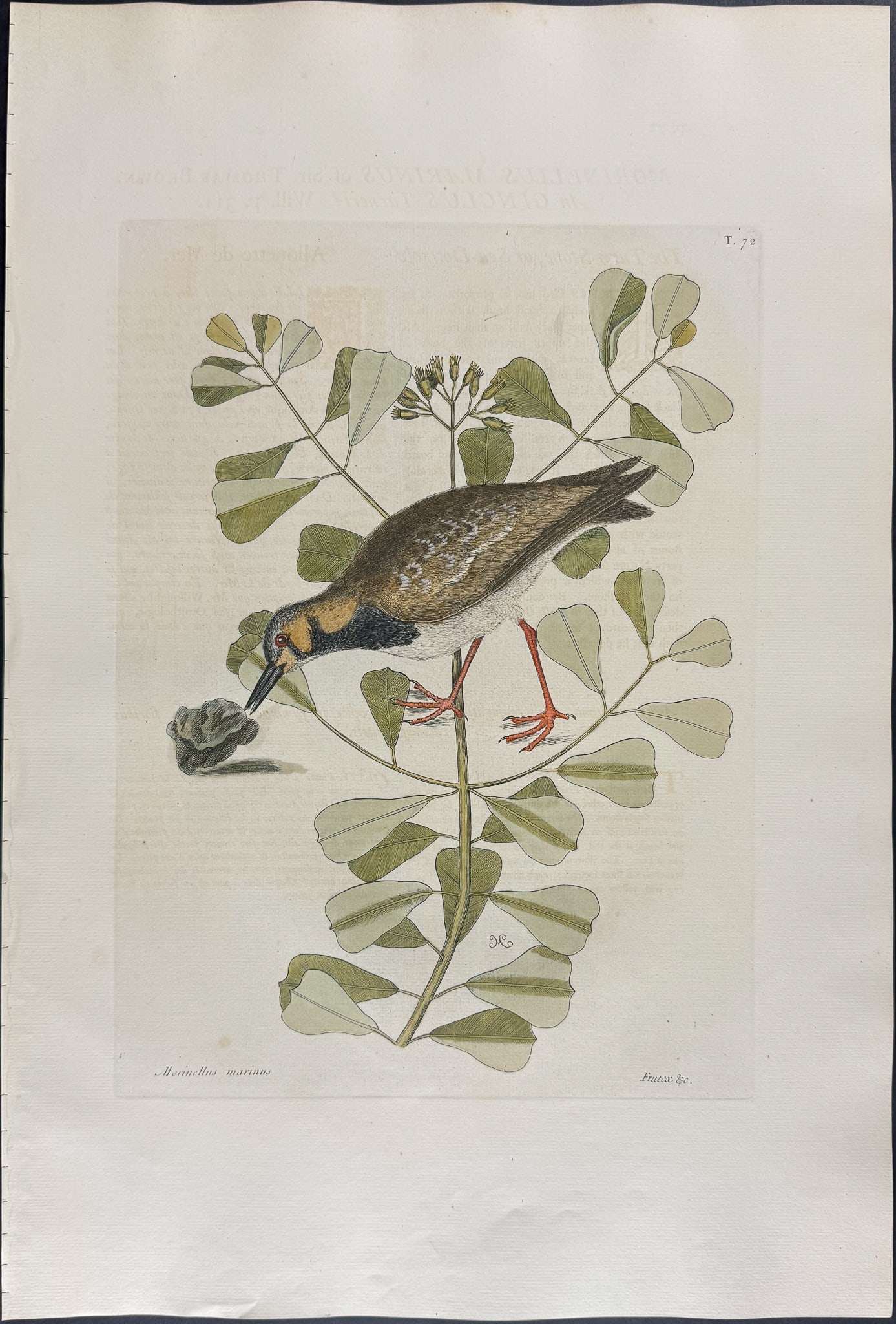 Catesby, Folio - Turn Stone or Sea Dottrel. 1-72: We are pleased to offer this folio engraving from Mark Catesby?s "The Natural History of Carolina, Florida and the Bahama Islands: Containing the Figures of Birds, Beasts, Fishes, Serpents, Insects,