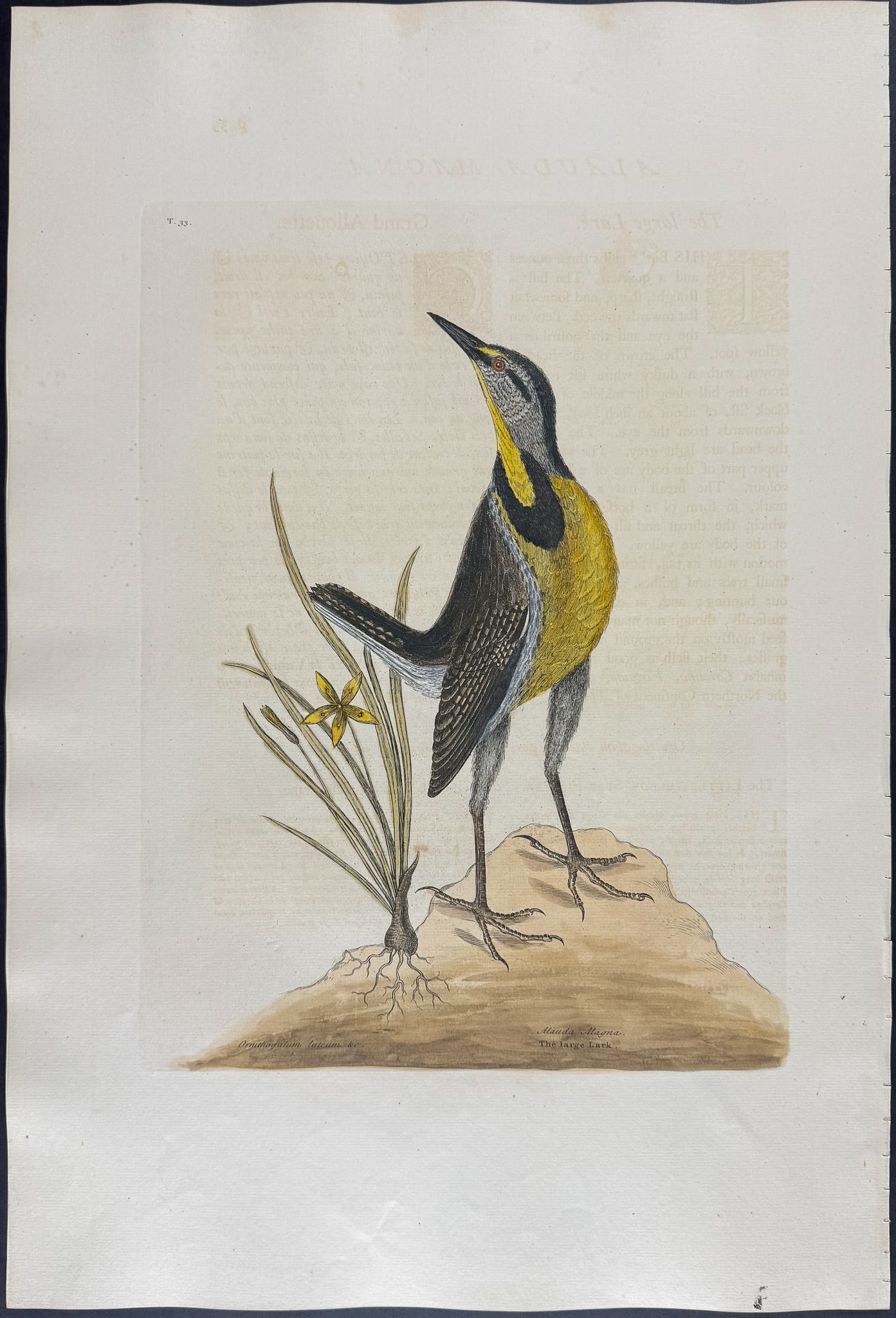 Catesby, Folio - Large Lark with Little Yellow Starflower. 1-33: We are pleased to offer this folio engraving from Mark Catesby?s "The Natural History of Carolina, Florida and the Bahama Islands: Containing the Figures of Birds, Beasts, Fishes, Serpents, Insects,