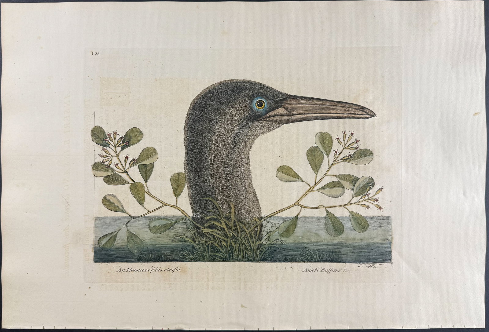 Catesby, Folio - Great Booby. 1-86: We are pleased to offer this folio engraving from Mark Catesby?s "The Natural History of Carolina, Florida and the Bahama Islands: Containing the Figures of Birds, Beasts, Fishes, Serpents, Insects,