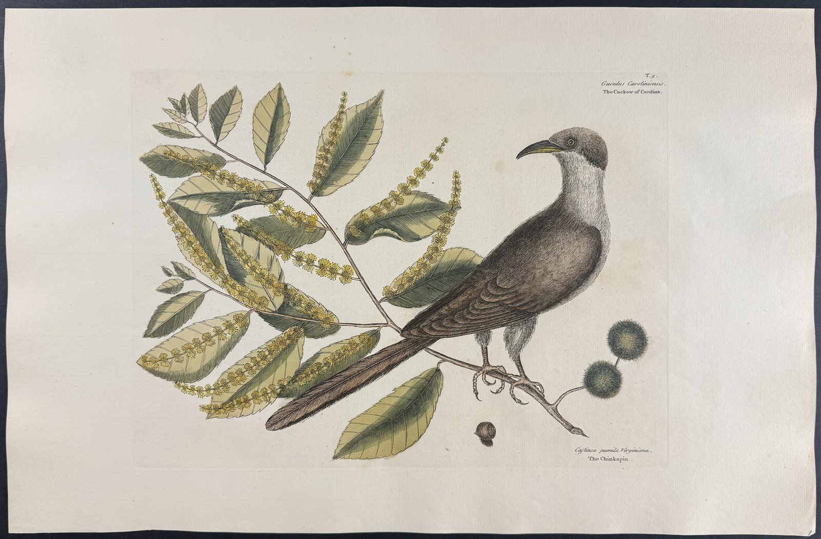 Catesby, Folio - Cuckow of Carolina with Chinkapin. 1-9: We are pleased to offer this folio engraving from Mark Catesby?s "The Natural History of Carolina, Florida and the Bahama Islands: Containing the Figures of Birds, Beasts, Fishes, Serpents, Insects,