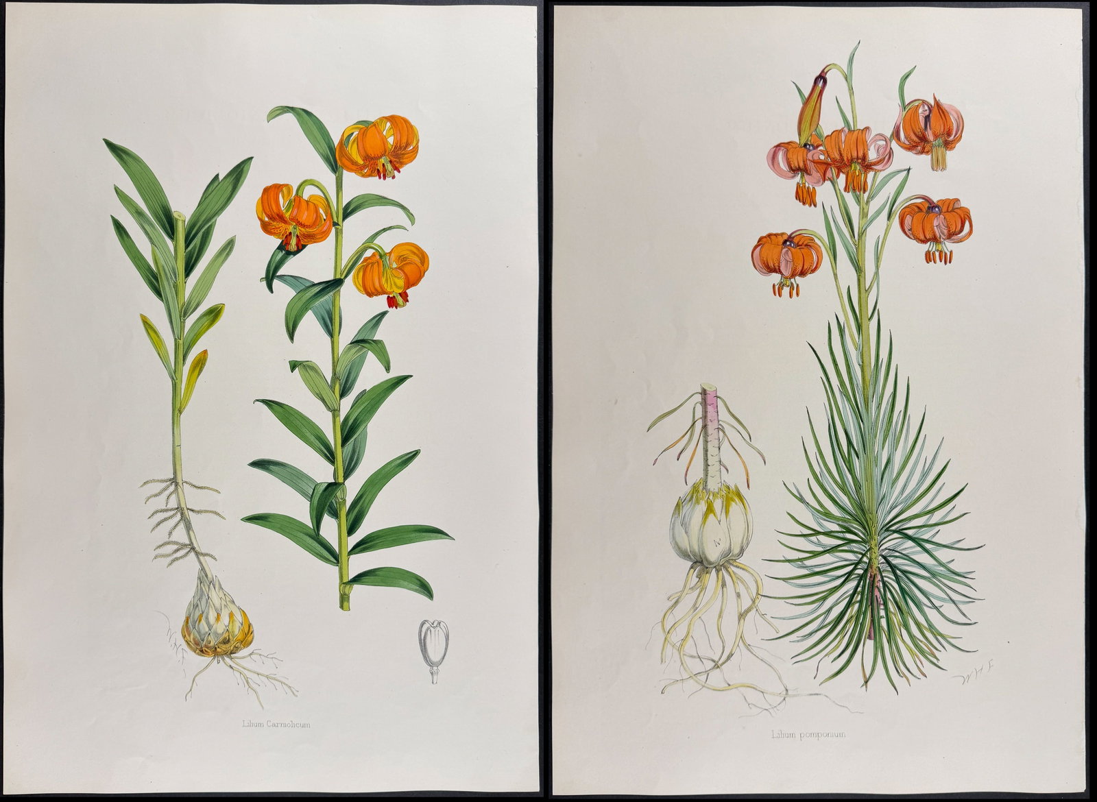 Elwes & Fitch - 4 Folio Lily Lithographs (1 of 5)