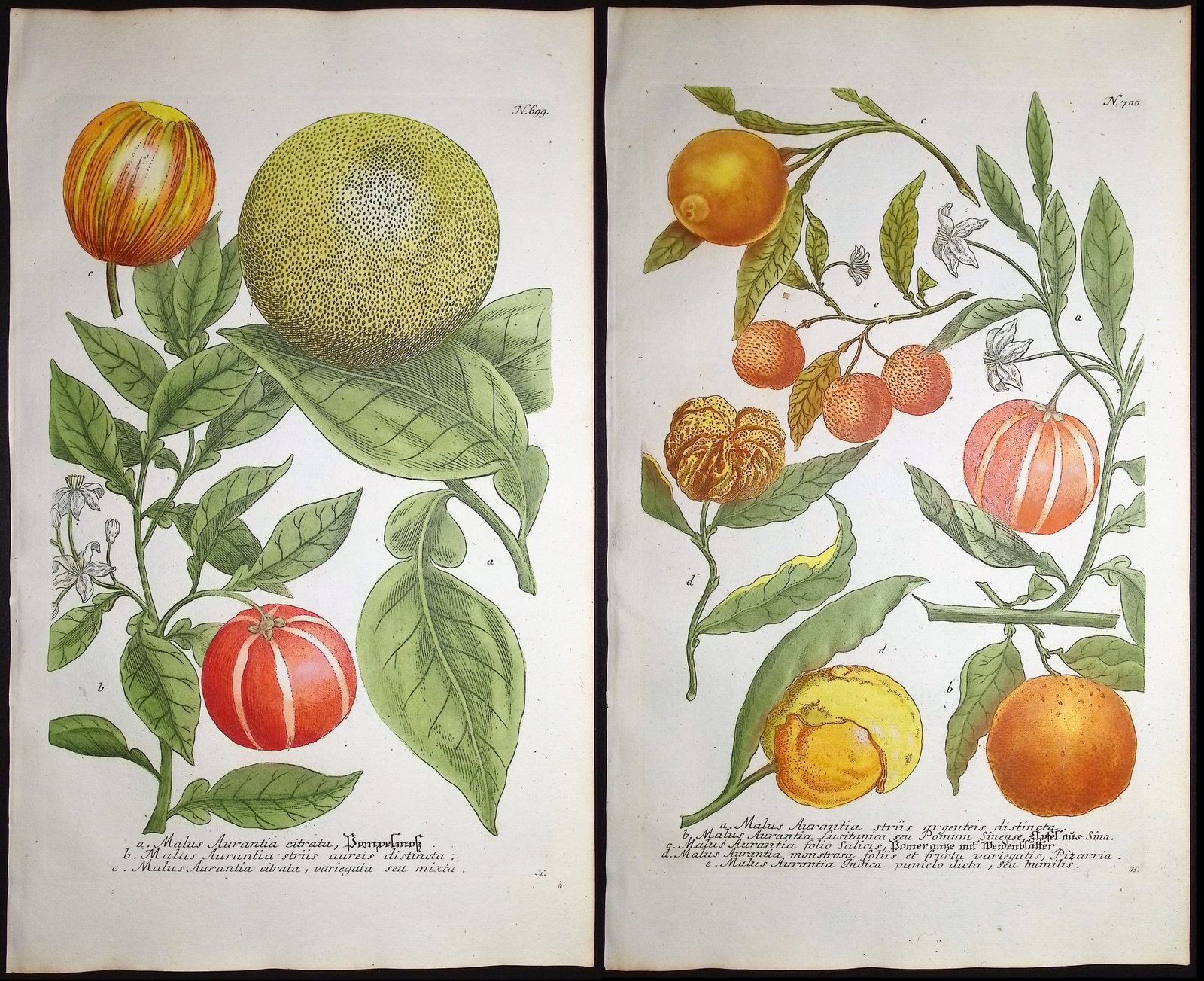 Weinmann - 3 Crabapple Engravings: This beautiful botanical mezzotint is from Johann Weinmann's "Duidelyke Vertoning, Eeniger Duizend in alle vier waerelds deelen wassende Bomen, Stammen, Kruiden, Bloemen, Vrugten, en Uitwassen,