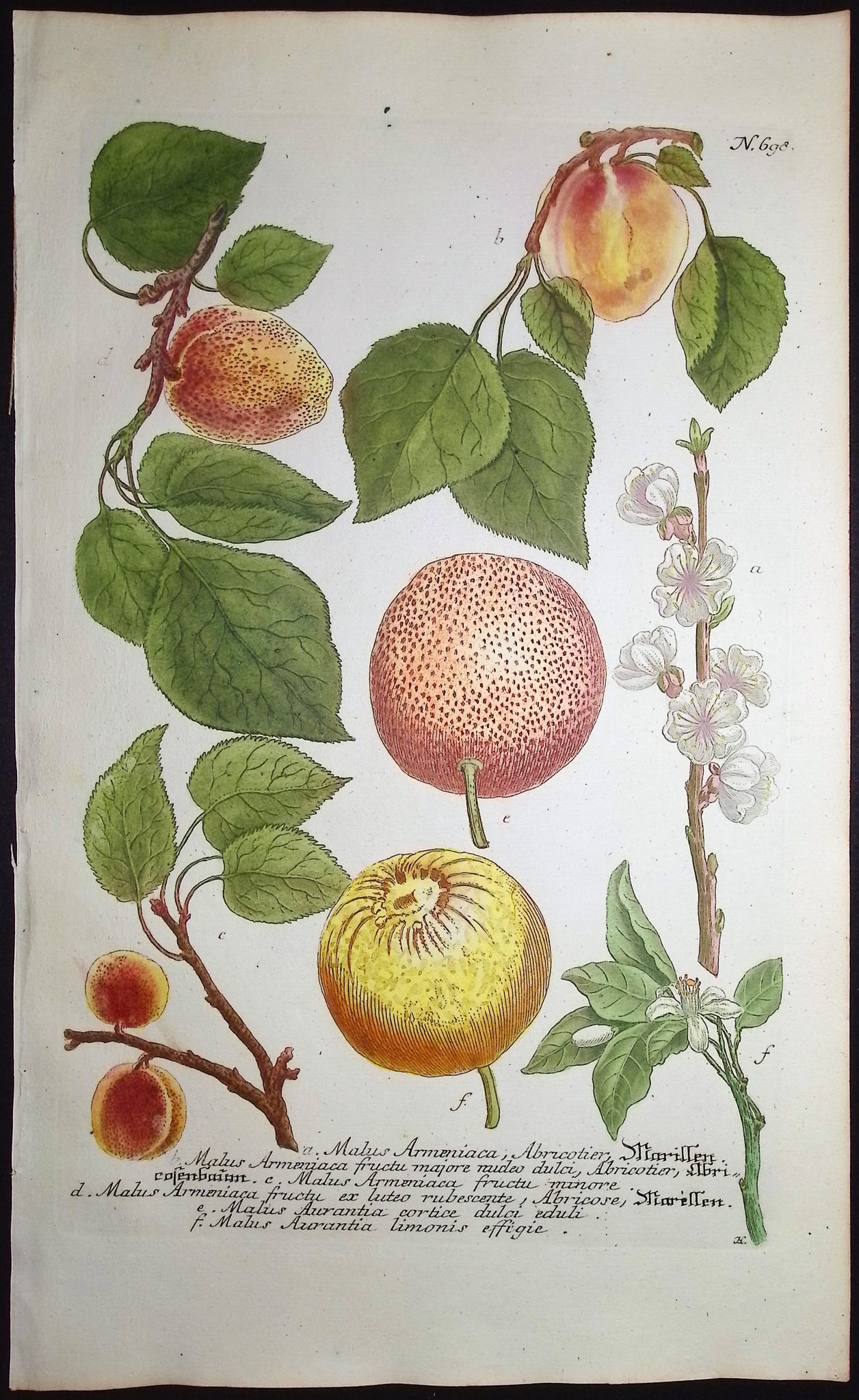 Weinmann - 3 Crabapple Engravings - 2
