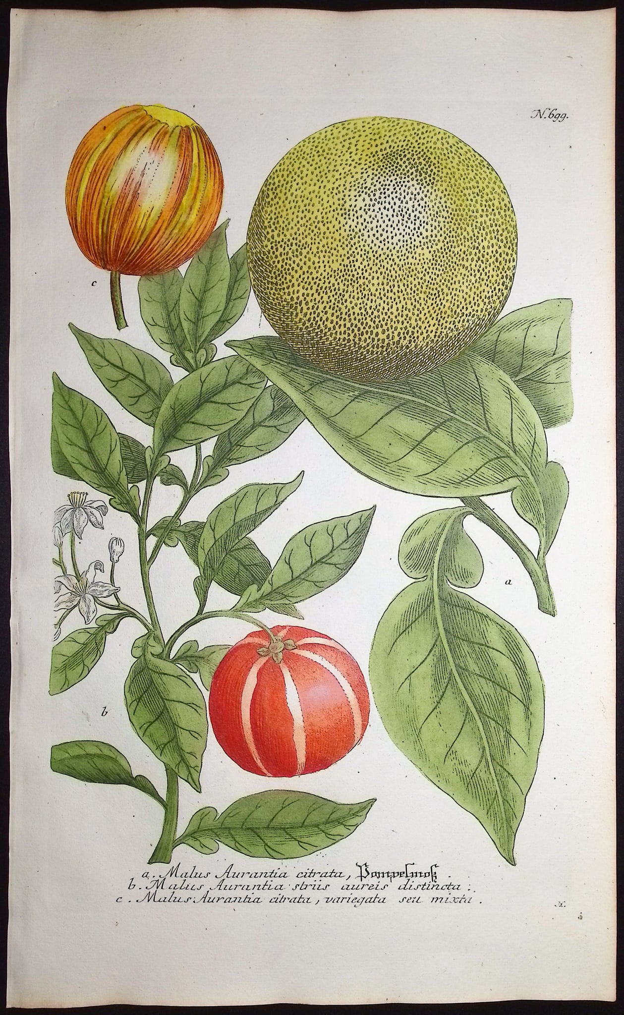 Weinmann - 3 Crabapple Engravings - 3