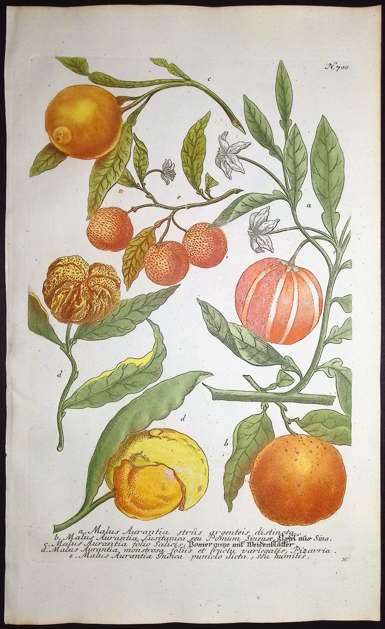 Weinmann - 3 Crabapple Engravings - 4