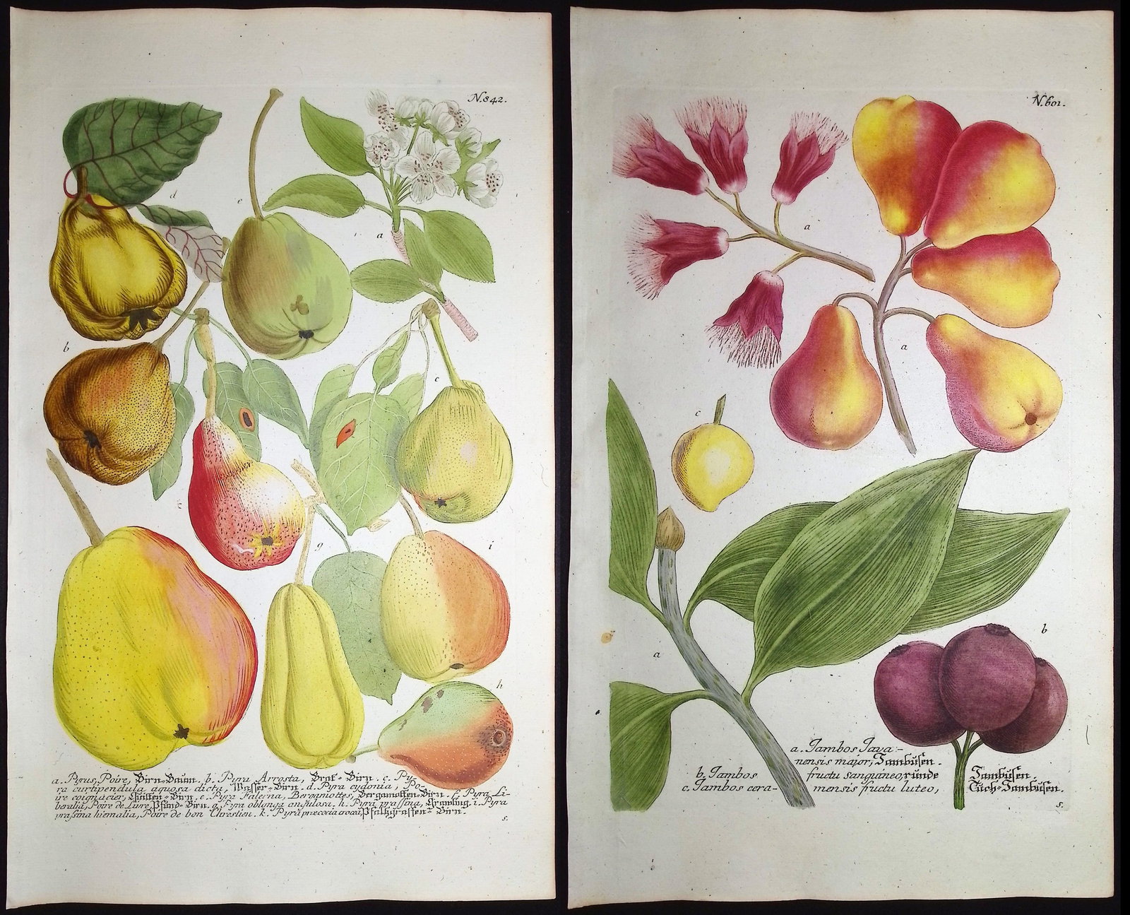 Weinmann - 3 Pear Engravings: This beautiful botanical mezzotint is from Johann Weinmann's "Duidelyke Vertoning, Eeniger Duizend in alle vier waerelds deelen wassende Bomen, Stammen, Kruiden, Bloemen, Vrugten, en Uitwassen,