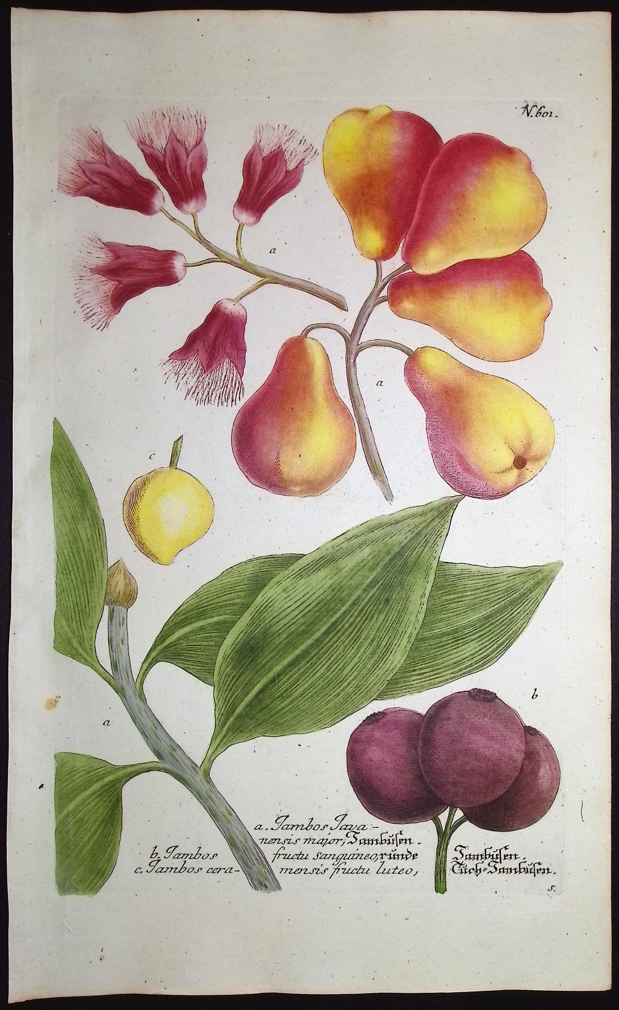 Weinmann - 3 Pear Engravings - 2