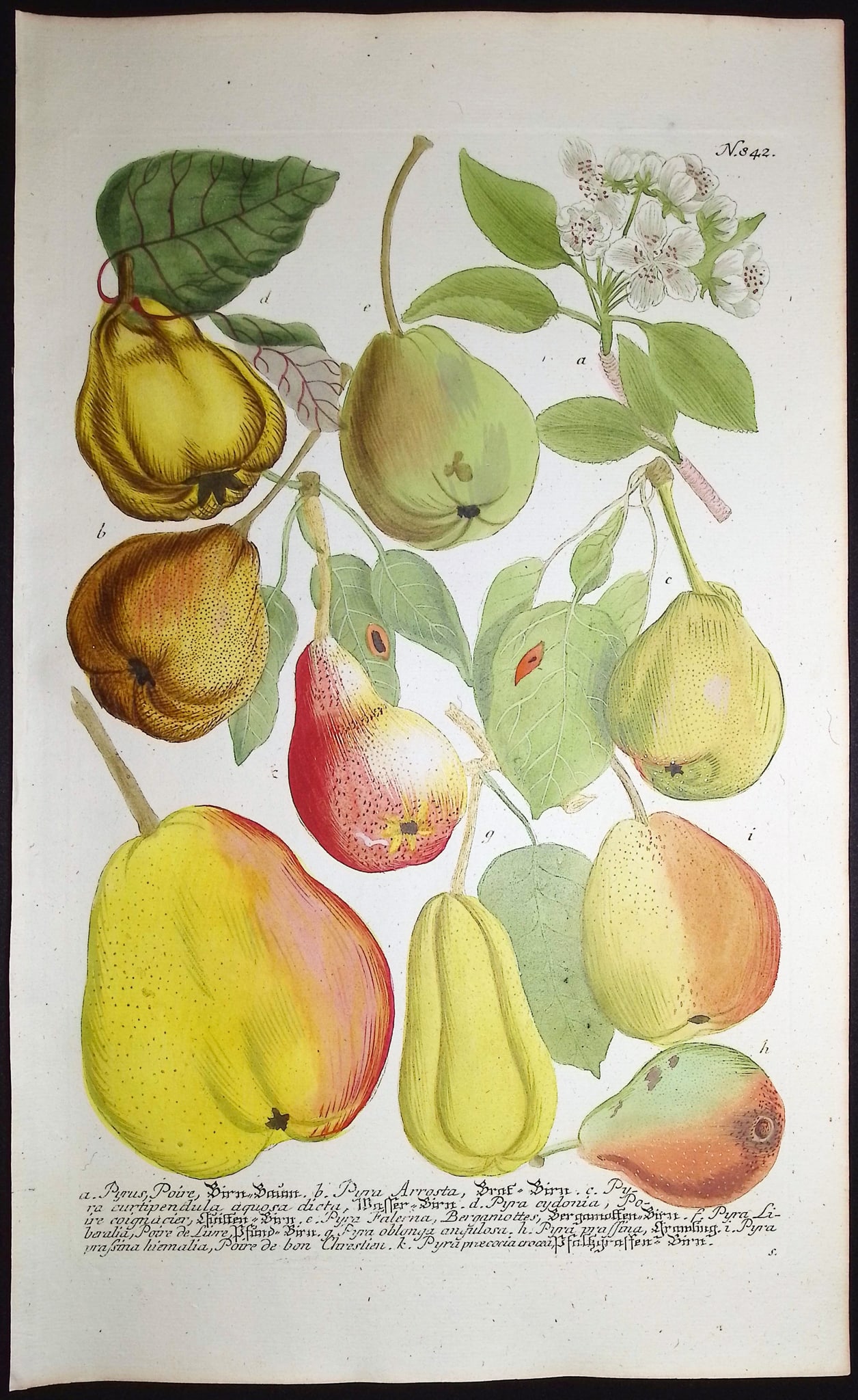 Weinmann - 3 Pear Engravings - 3