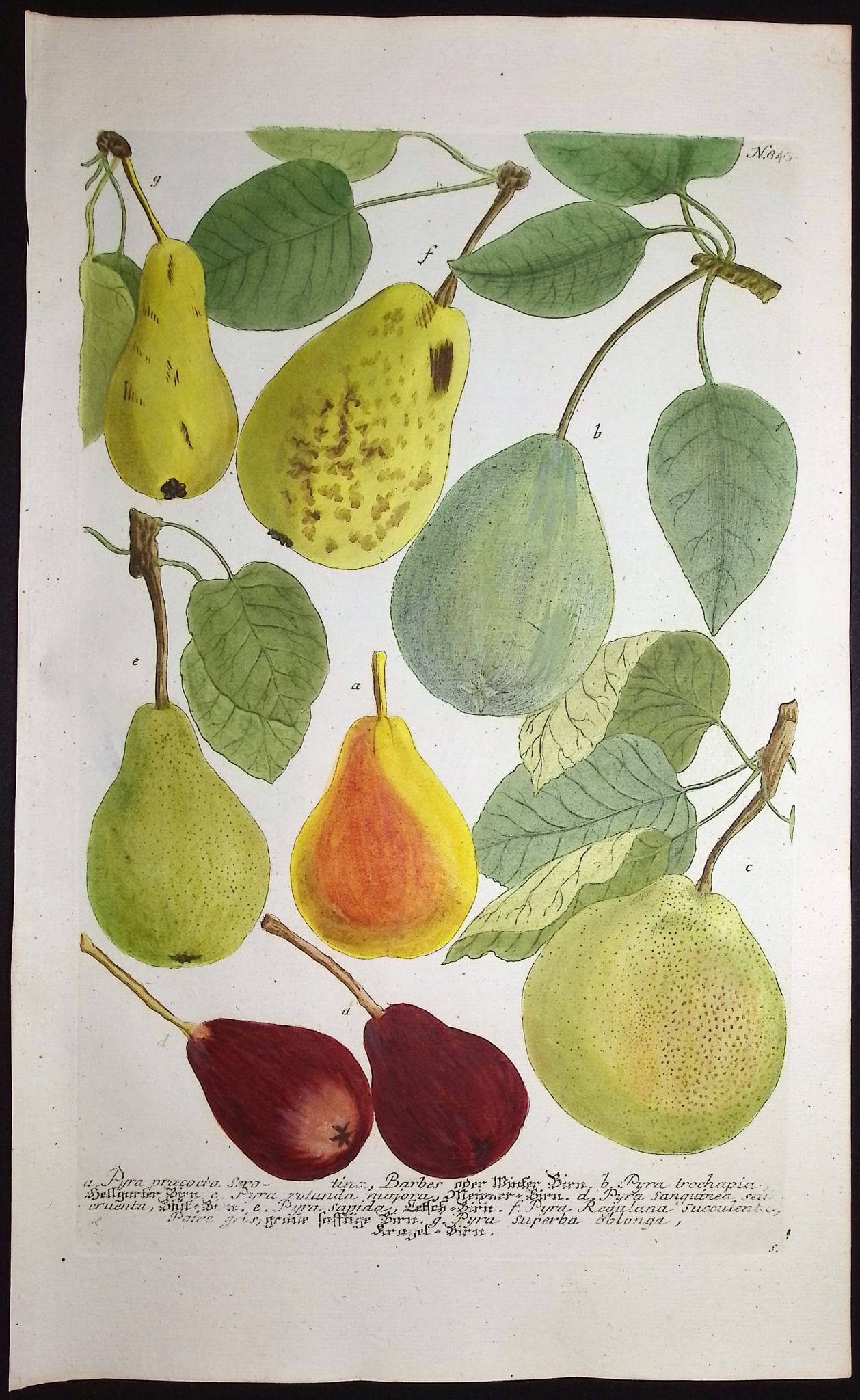 Weinmann - 3 Pear Engravings - 4