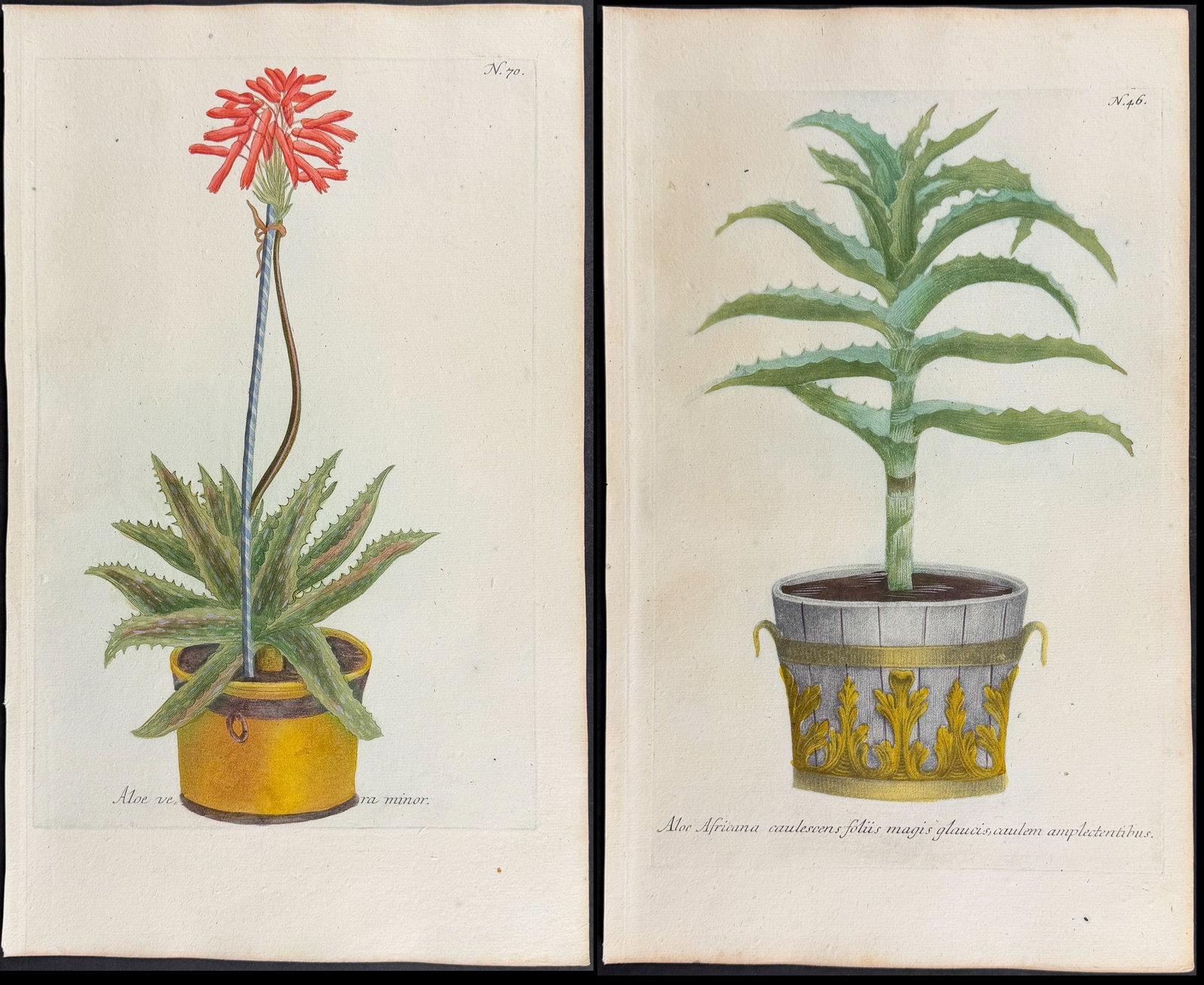 Weinmann - 4 Potted Aloe Engravings: This beautiful botanical mezzotint is from Johann Weinmann's "Duidelyke Vertoning, Eeniger Duizend in alle vier waerelds deelen wassende Bomen, Stammen, Kruiden, Bloemen, Vrugten, en Uitwassen,