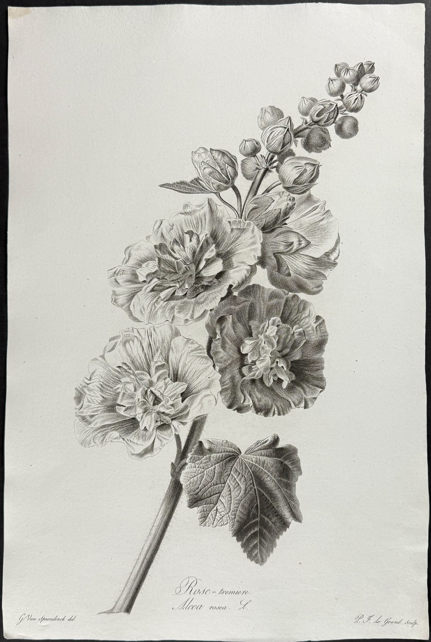 Spaendonck - Hollyhock: This rich, folio botanical stipple engraving is from G?rard van Spaendonck's Fleurs dessin?es d'apr?s nature. The work was published in Paris circa 1800. The engravings were mostly completed by P. F.