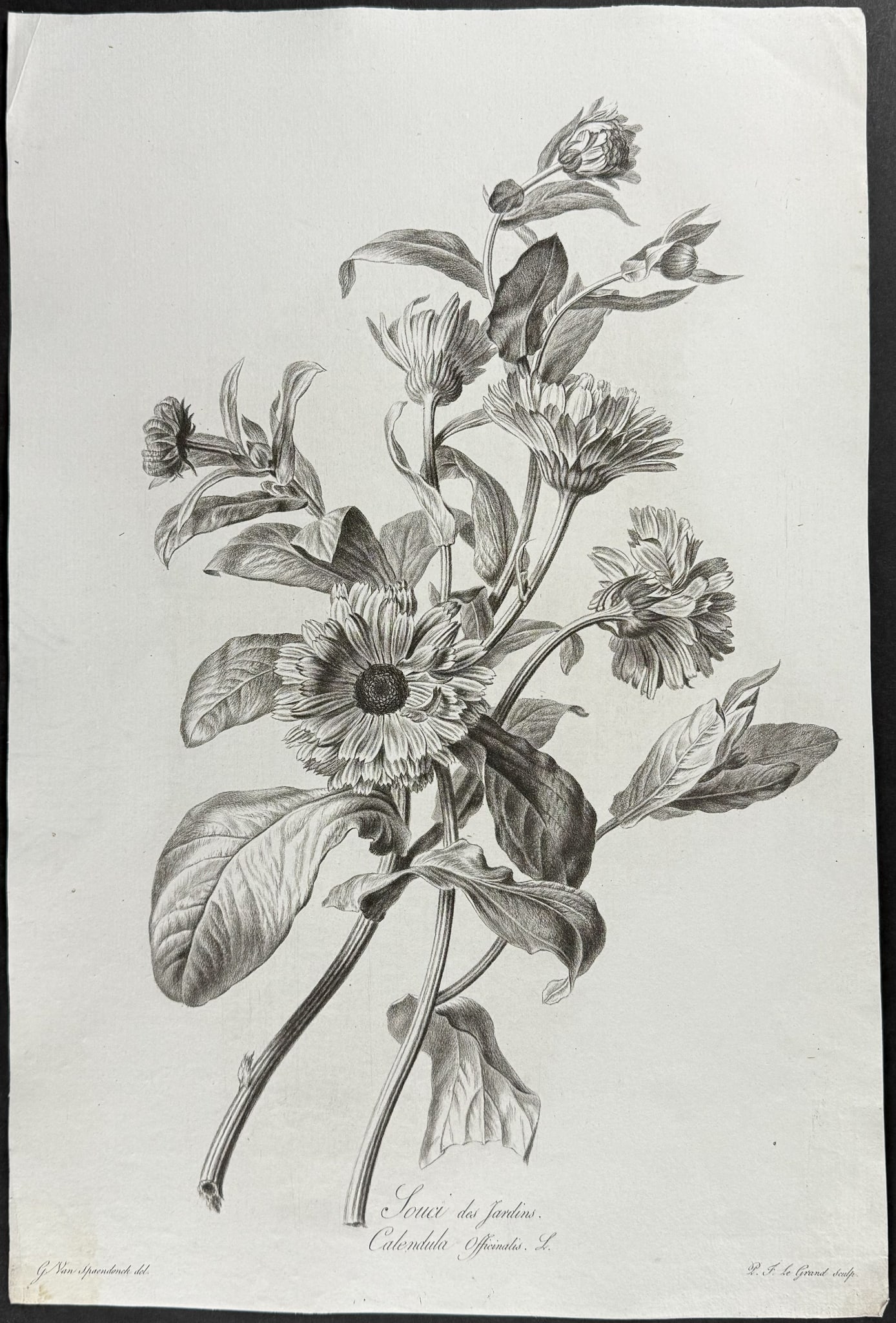 Spaendonck - Marigold: This rich, folio botanical stipple engraving is from G?rard van Spaendonck's Fleurs dessin?es d'apr?s nature. The work was published in Paris circa 1800. The engravings were mostly completed by P. F. 
