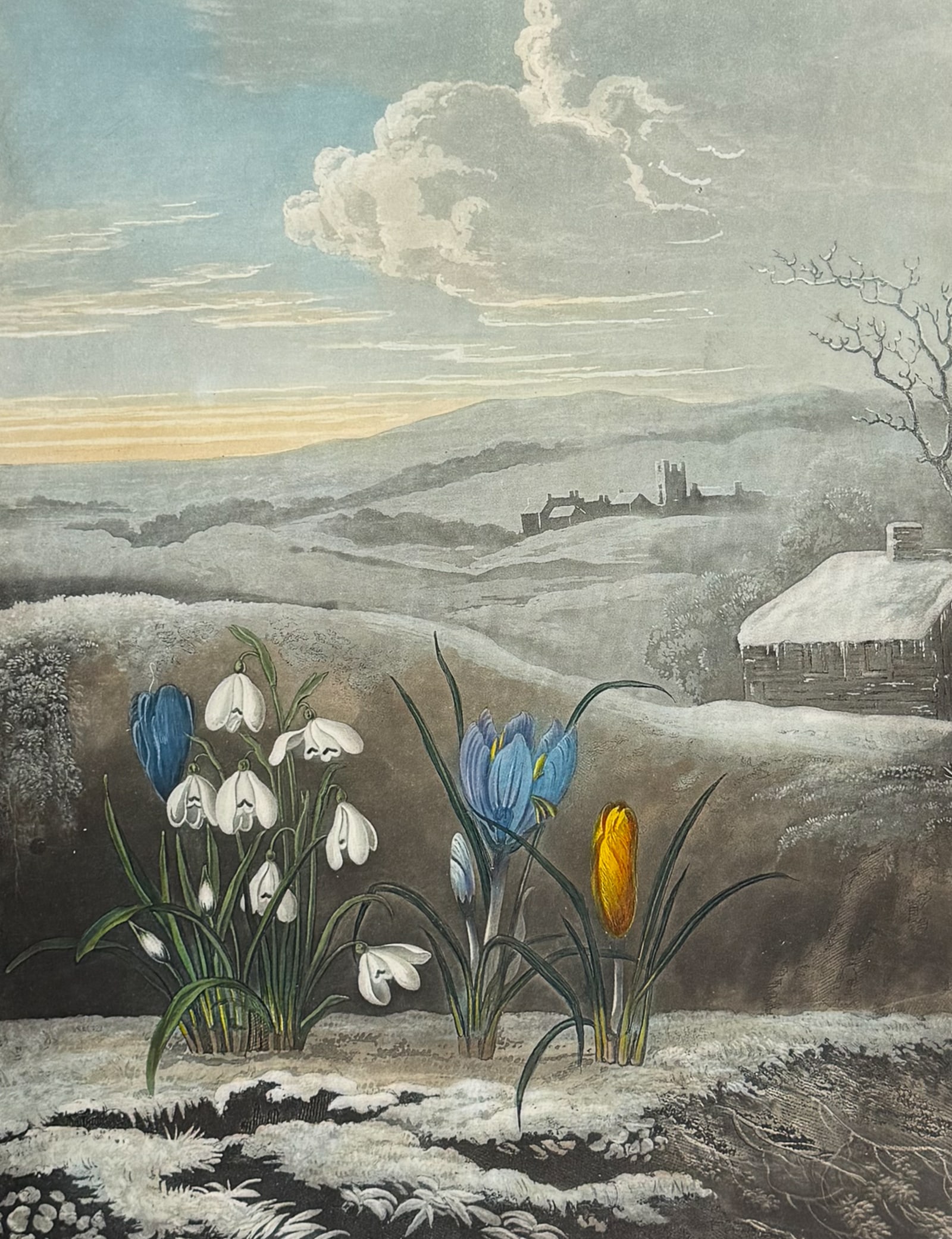 Thornton, Folio - The Snowdrop (1 of 2)