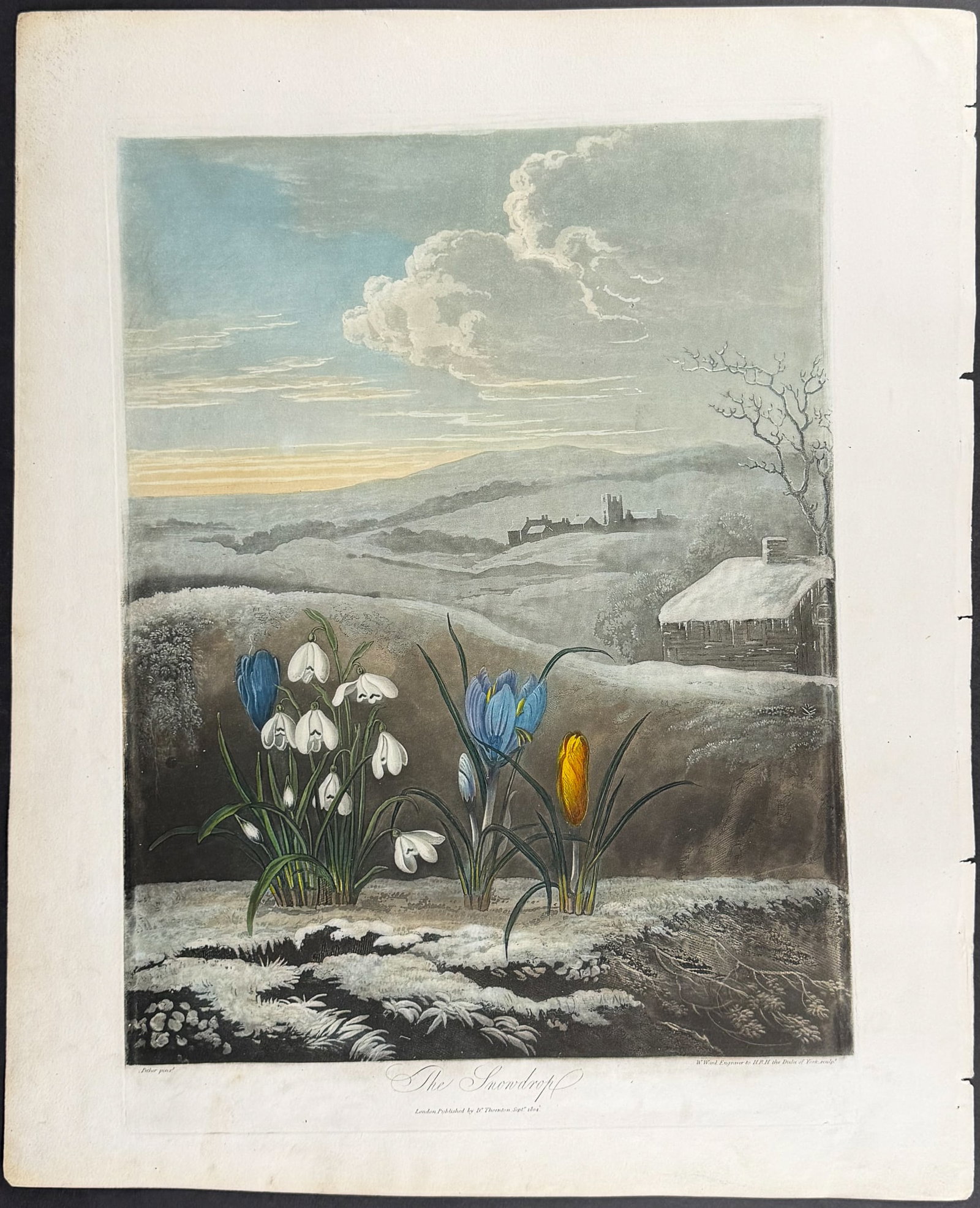 Thornton, Folio - The Snowdrop - 2