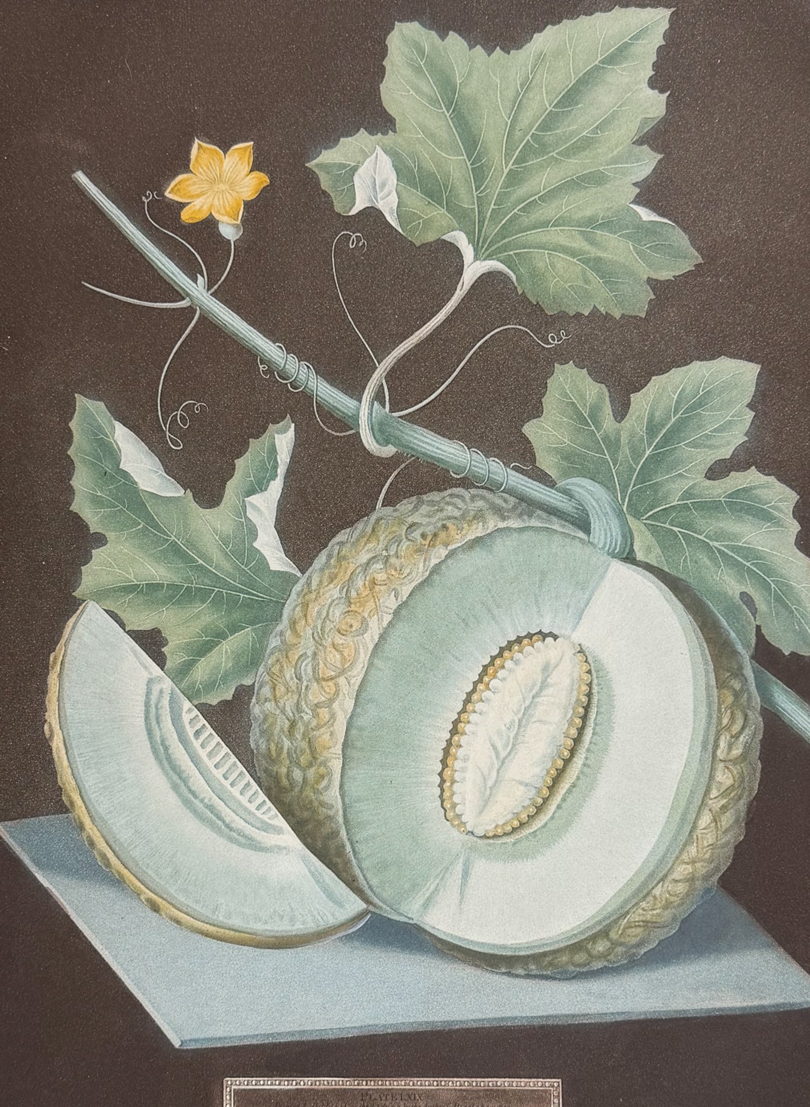 Brookshaw, Folio - Melon [Green Flesh Melon]: This remarkable, large folio fruit engraving is from George Brookshaw's Pomona Britannica, or a Collection of the Most Esteemed Fruits at present cultivated in the country; together with the Blossoms 