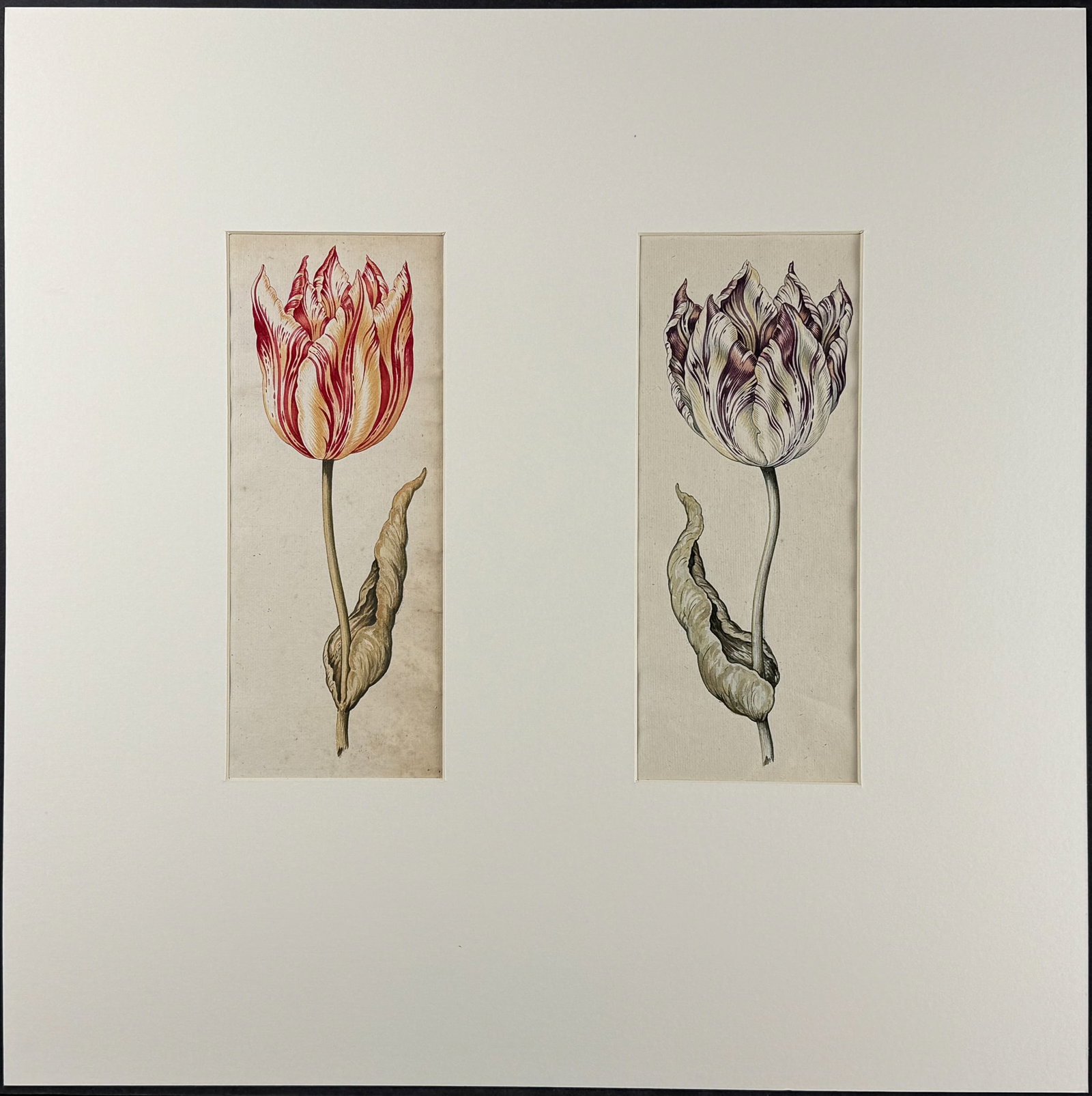 Claesz - Pair of Original Watercolors of Tulips - 2