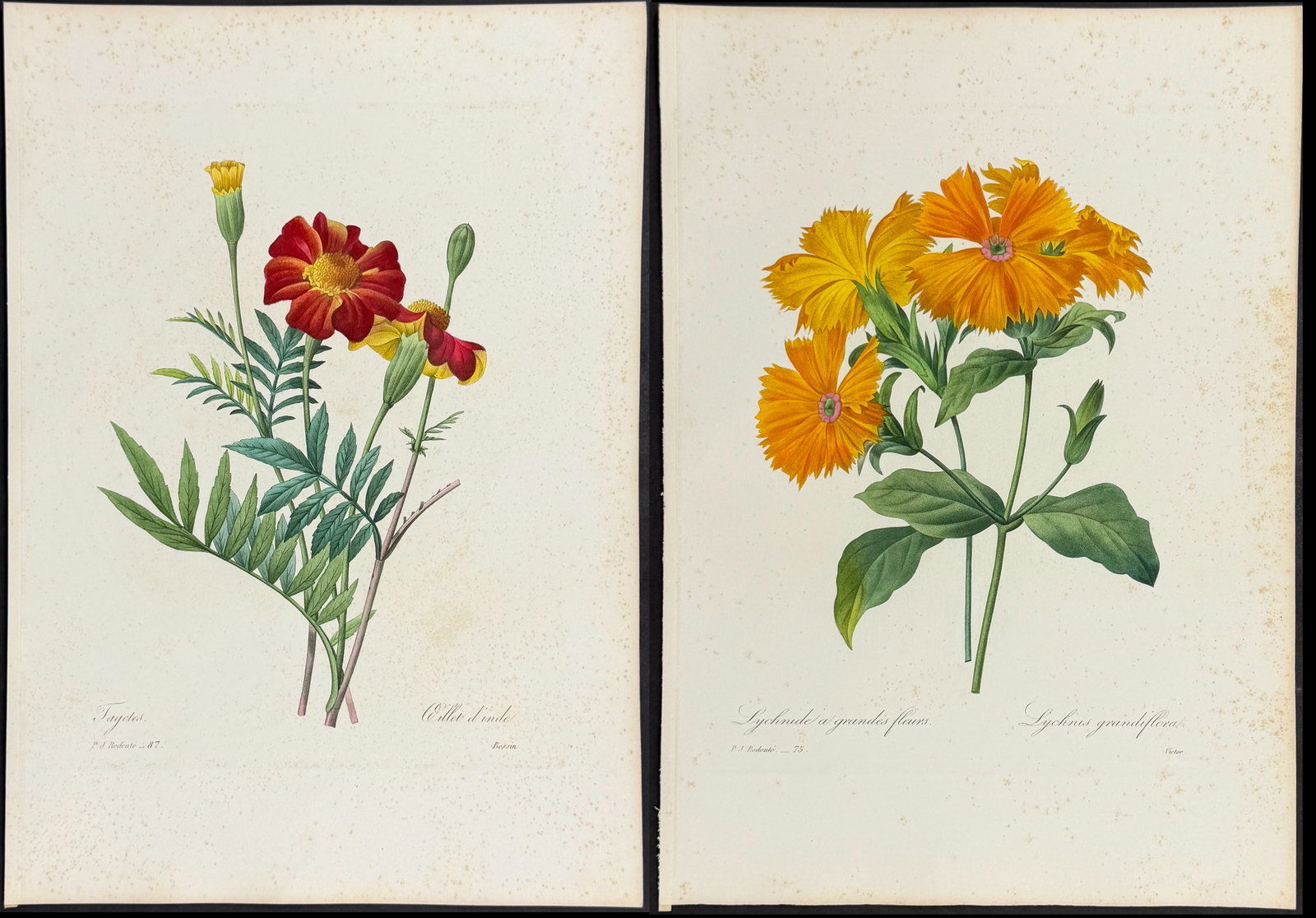 Redoute, Choix - 4 Botanical Engravings: This striking originally hand-colored stipple engraving is from Pierre Joseph Redoute's Le Choix des Plus Belles Fleurs. This is from the second edition of the work with plate numbers added and was pu