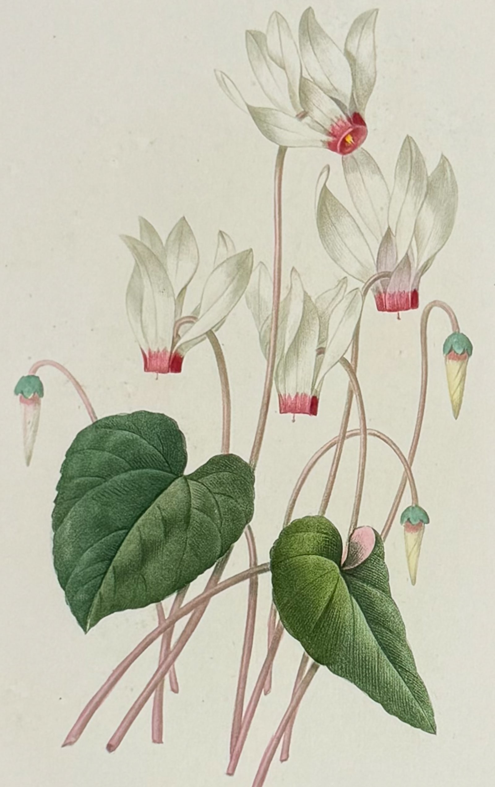 Redoute, Choix - Cyclamen: This striking originally hand-colored stipple engraving is from Pierre Joseph Redoute's Le Choix des Plus Belles Fleurs. This is from the second edition of the work with plate numbers added and was