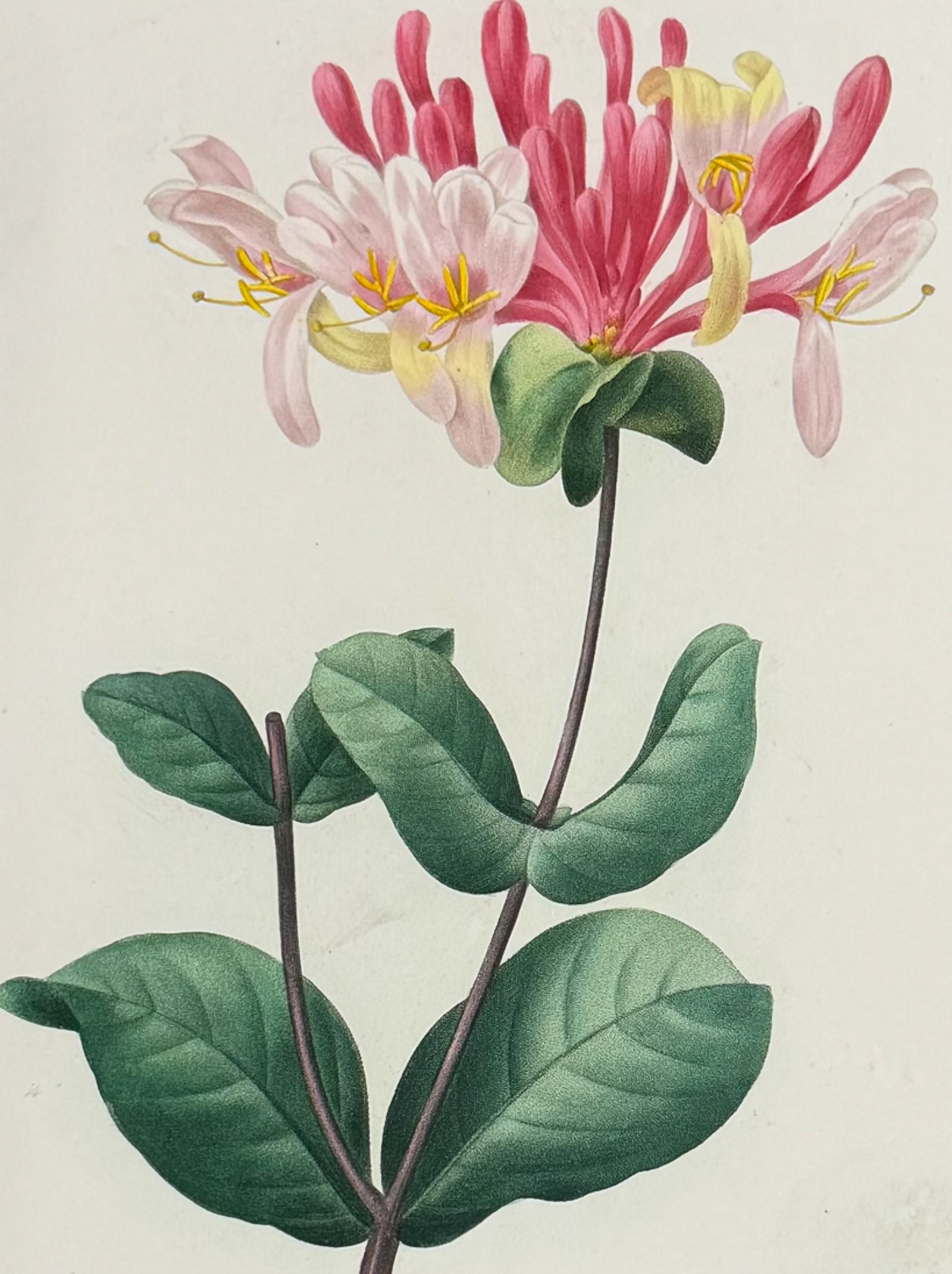 Redoute, Choix - Honeysuckle [Lonicera]: This striking originally hand-colored stipple engraving is from Pierre Joseph Redoute's Le Choix des Plus Belles Fleurs. This is from the second edition of the work with plate numbers added and was