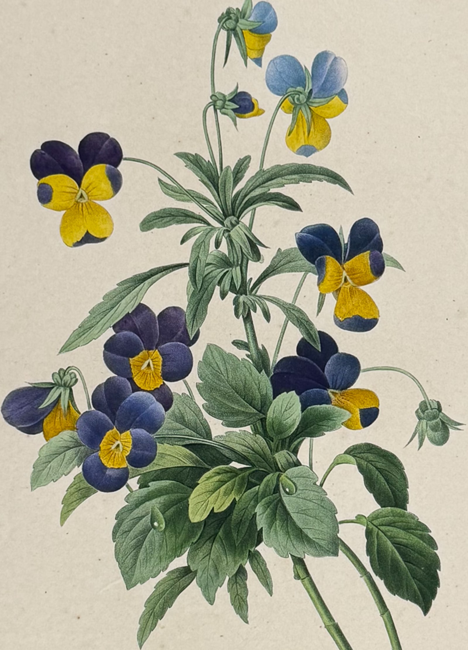 Redoute, Choix, Rare Folio - Wild Pansy [Viola Tricolor]: This striking originally hand-colored stipple engraving is from Pierre Joseph Redoute's "Le Choix des Plus Belles Fleurs". This is from the first edition of the work and was published in Paris