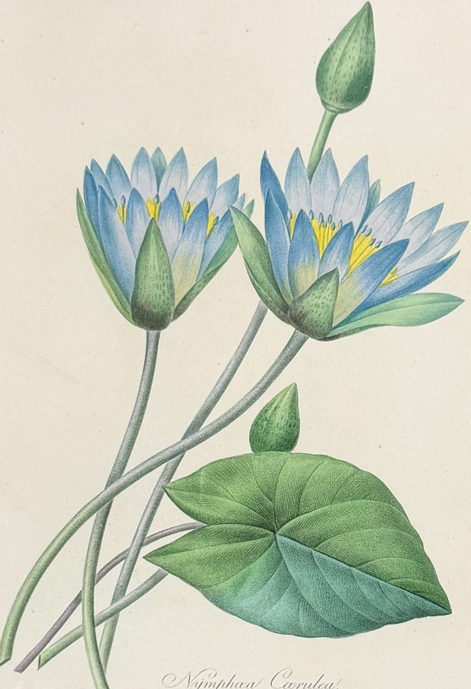 Redoute, Choix - Egyptian Lotus or Water Lily [Nymphaoea Coerulea]: This striking originally hand-colored stipple engraving is from Pierre Joseph Redoute's Le Choix des Plus Belles Fleurs. This is from the second edition of the work with plate numbers added and was