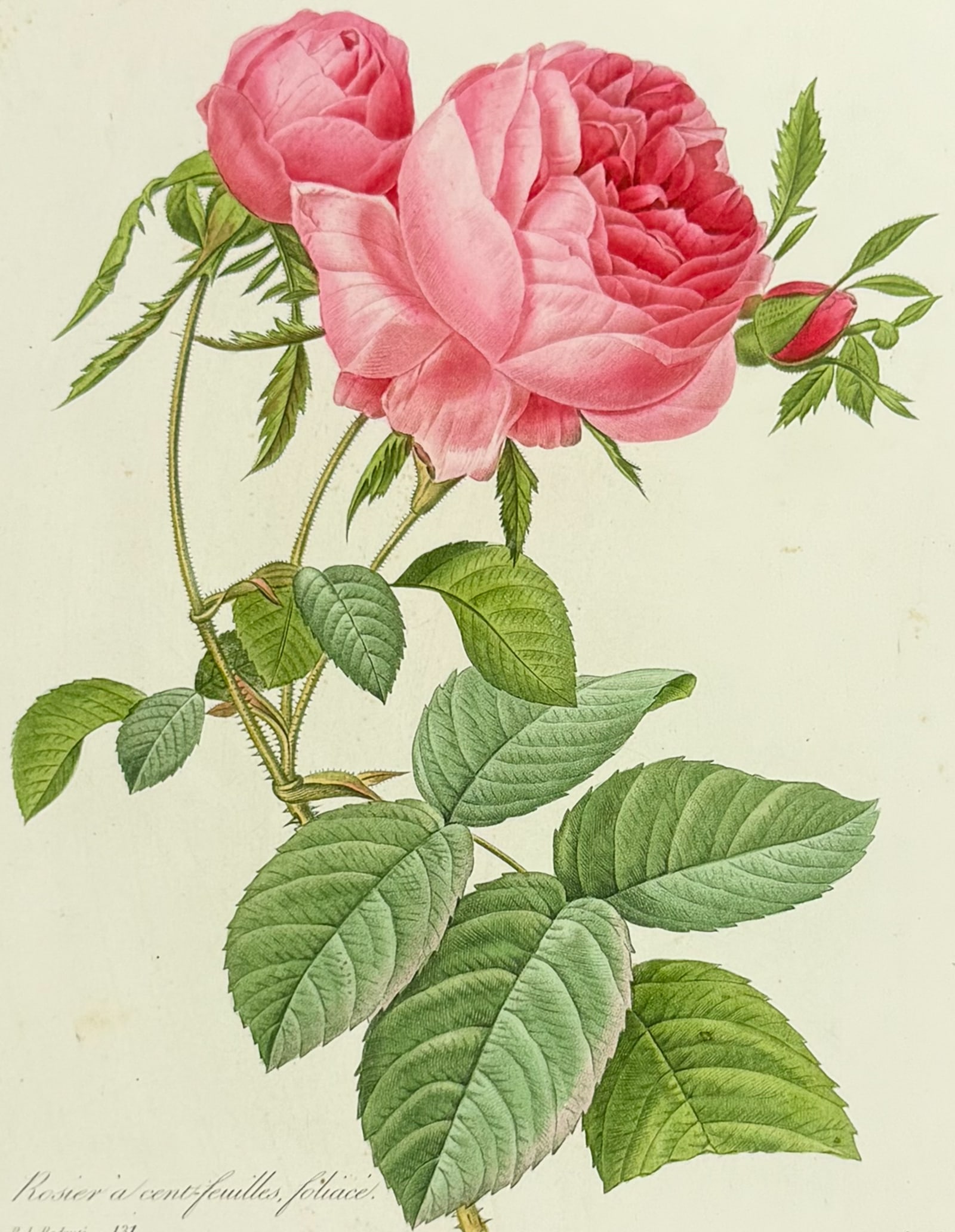 Redoute, Choix - Rose (1 of 2)