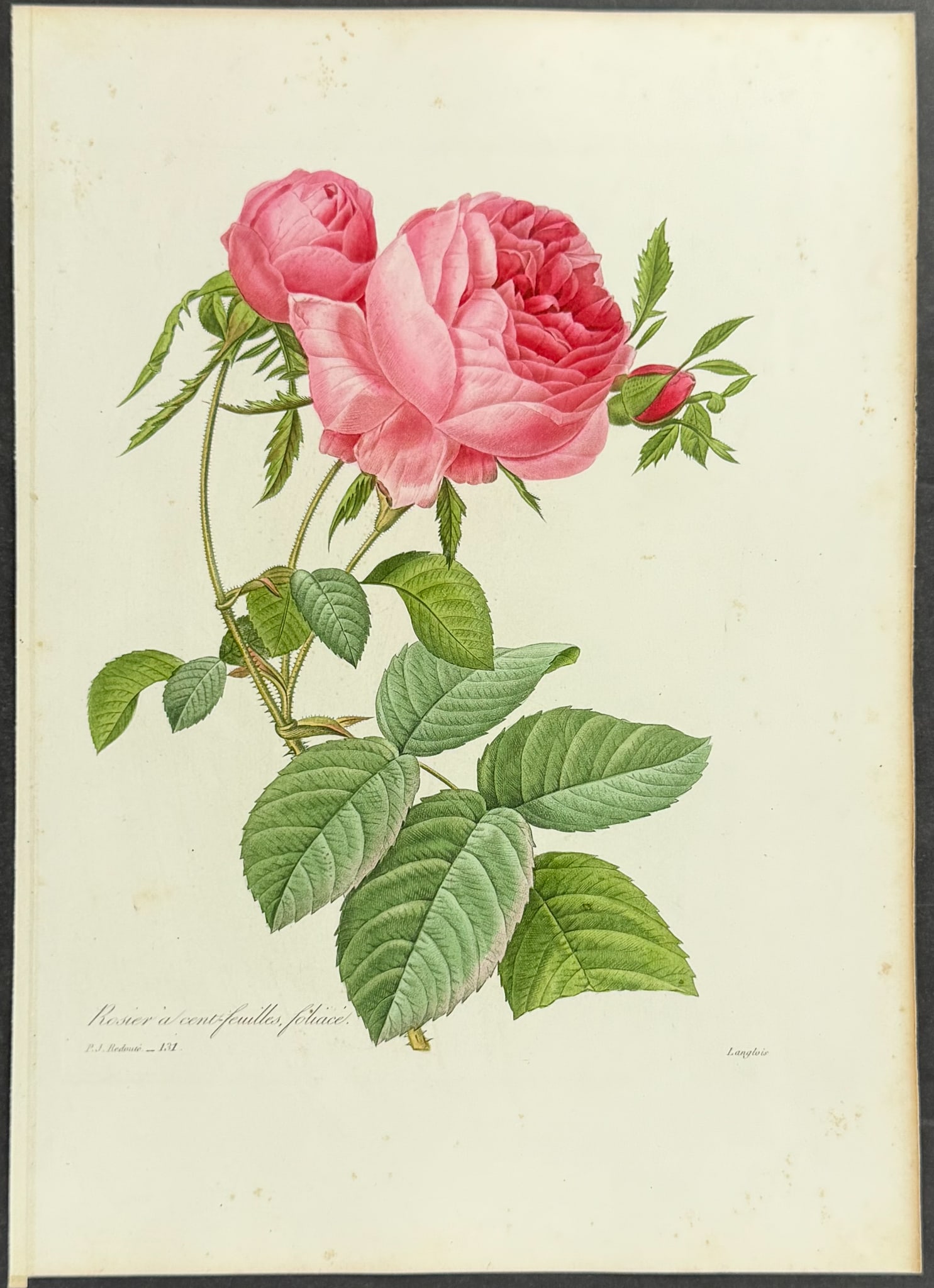 Redoute, Choix - Rose - 2