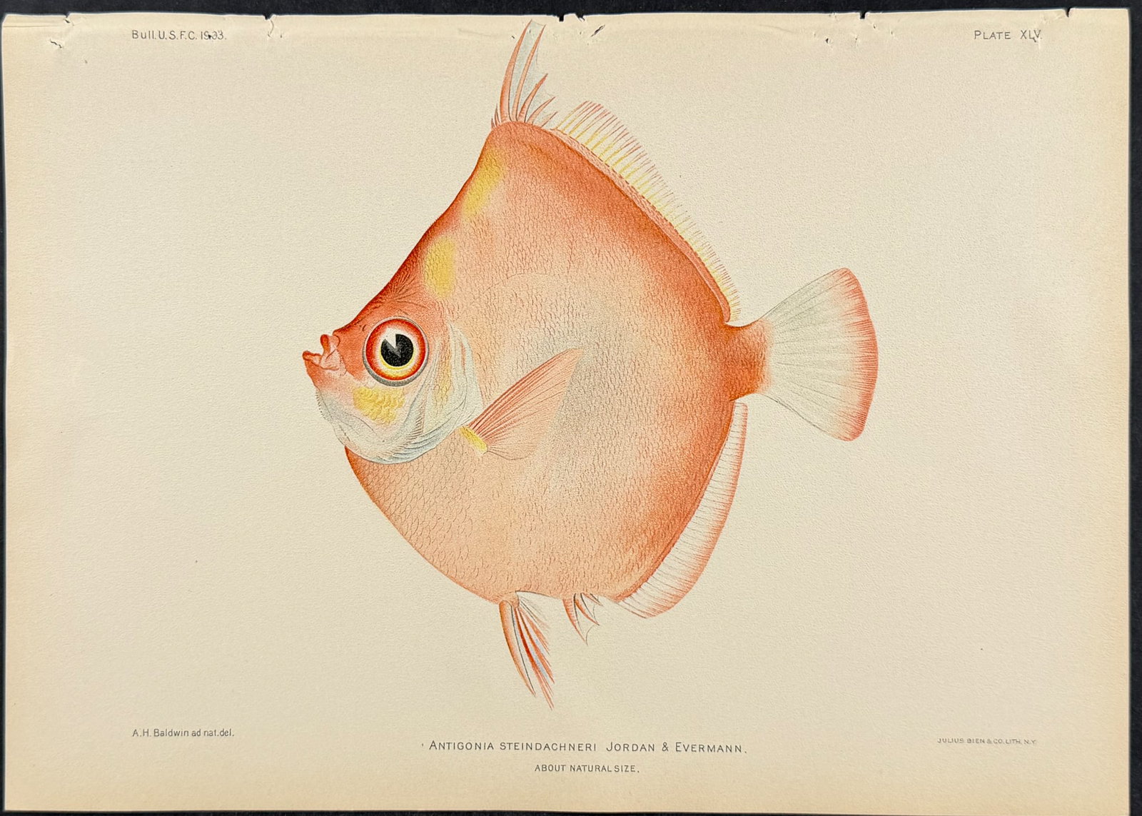 Bien, Hawaii - Parrotfish [Pseudocarus Jordani ]: This colorful fish chromolithograph is from Julius Bien, David Starr Jordan & Barton Warren Evermann's The Aquatic Resources of the Hawaiian Islands (also issued as Bulletin of the United States Fish 