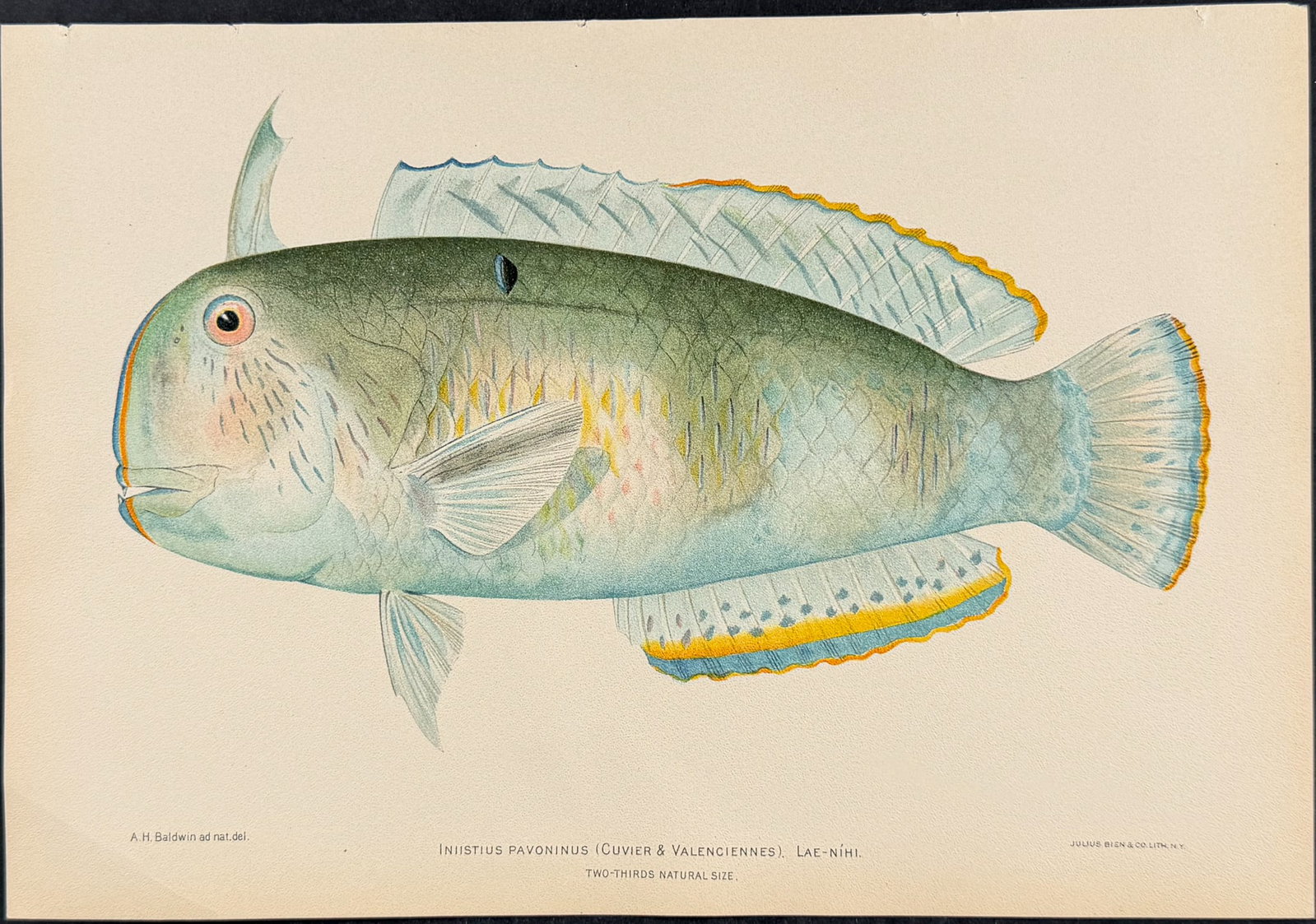 Bien, Hawaii - Deepbody Boarfish [Antigonia Steindachneri] (1 of 1)