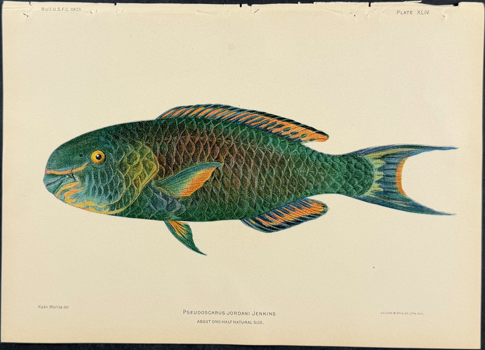 Bien, Hawaii - Regal Parrotfish [Scarus Lauia]: This colorful fish chromolithograph is from Julius Bien, David Starr Jordan & Barton Warren Evermann's The Aquatic Resources of the Hawaiian Islands (also issued as Bulletin of the United States Fish 