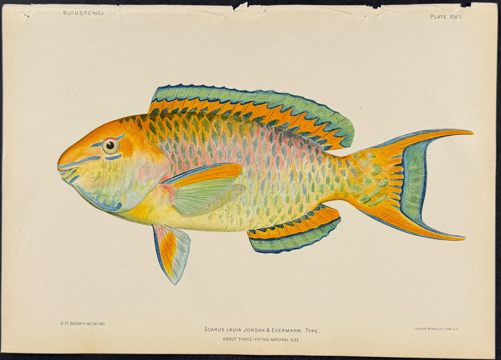 Bien, Hawaii - Lae-Nihi or Peacock Wrasse or Blue Razorfish [Iniistius Pavoninus] (1 of 1)
