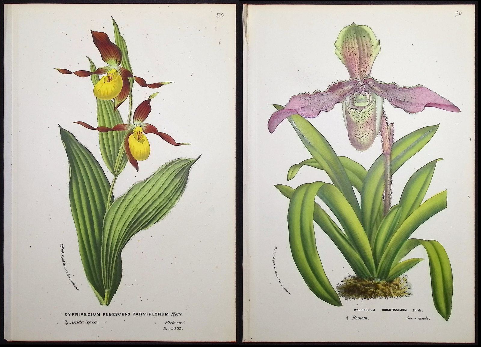 Van Houtte - 6 Lady's Slipper Orchid Prints (1 of 7)