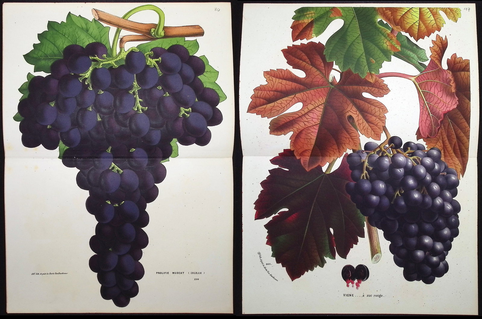Van Houtte - 4 Grape Prints (1 of 5)